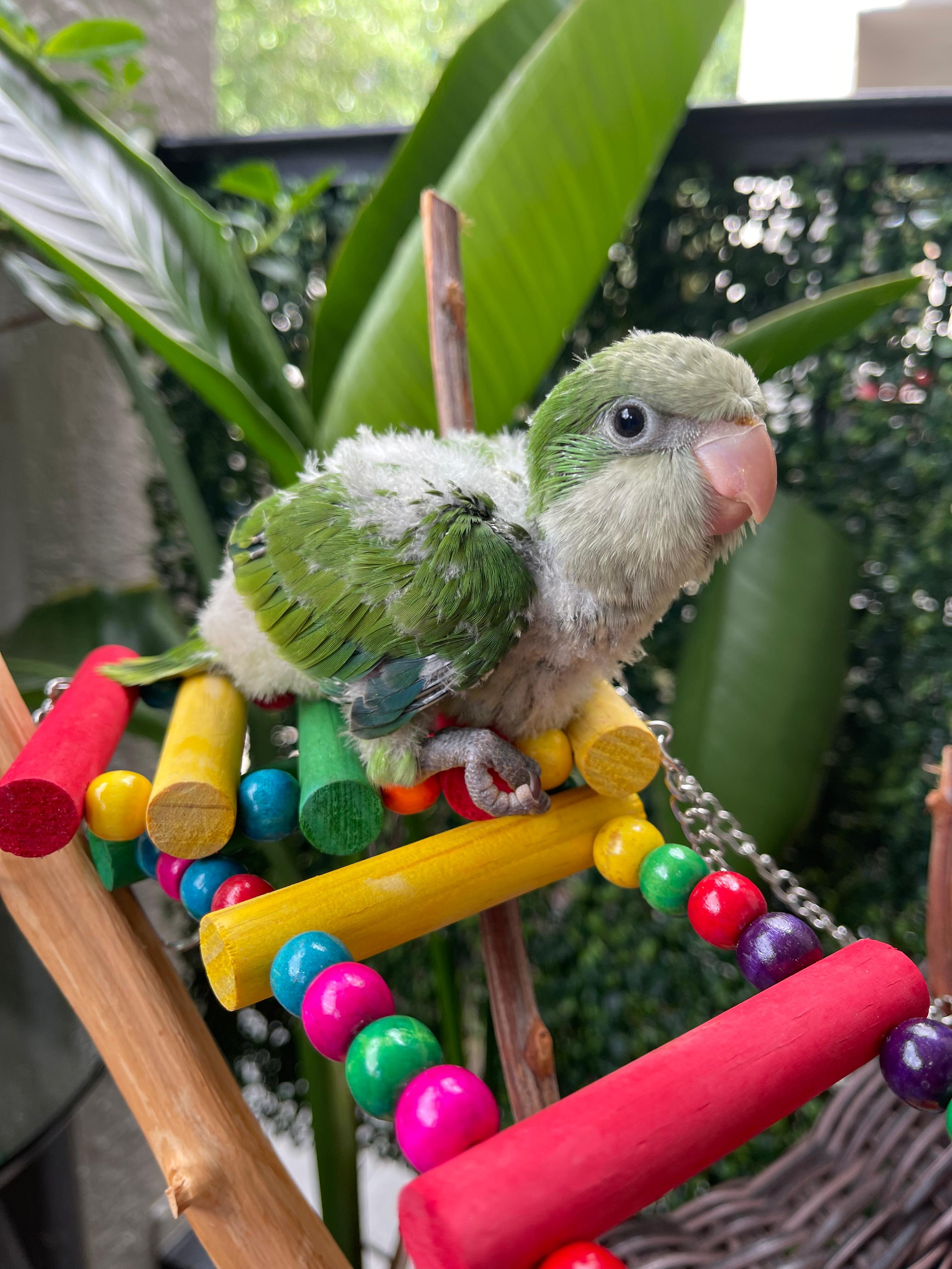 Green Quakers image 1