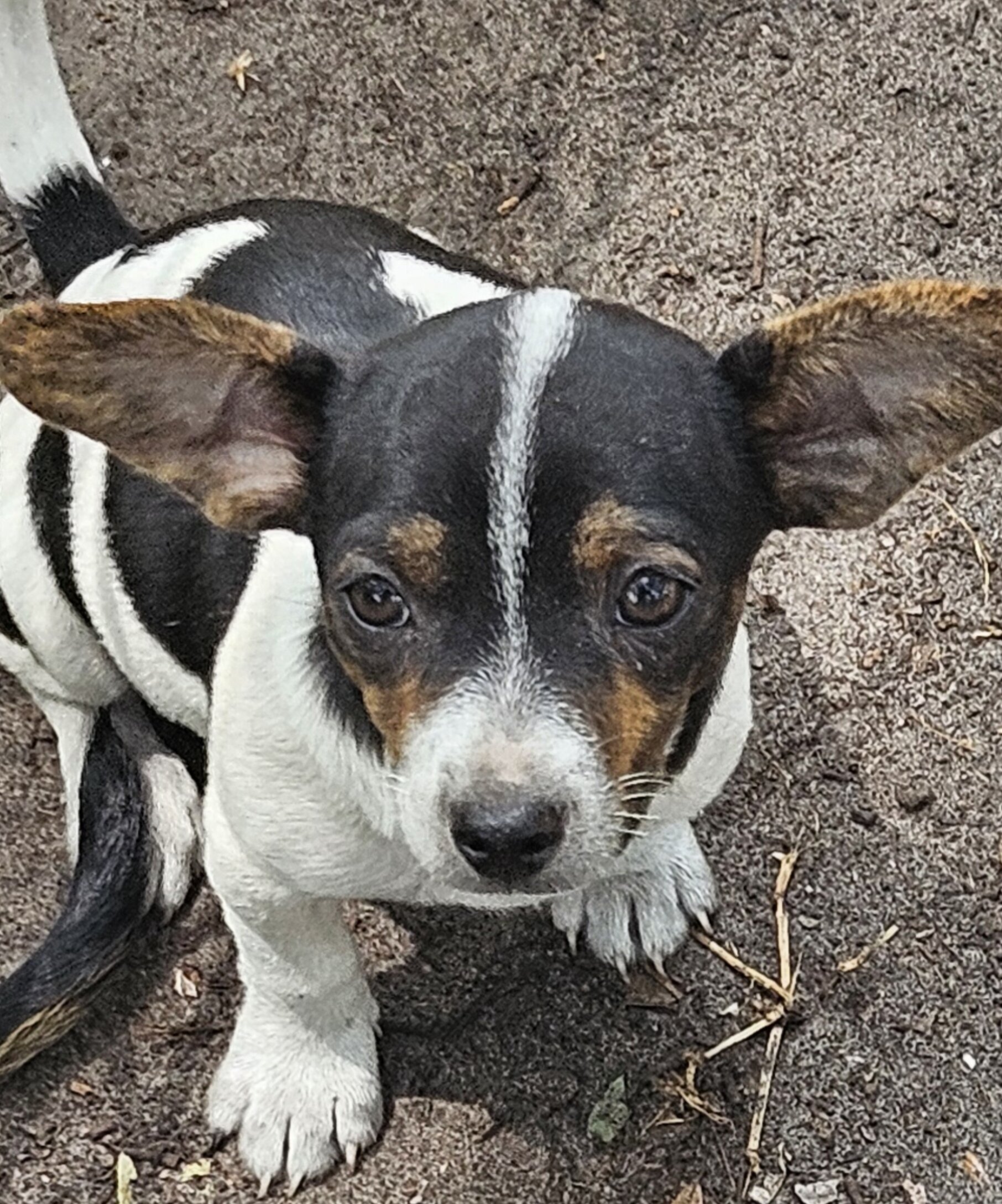 Puppy image 1