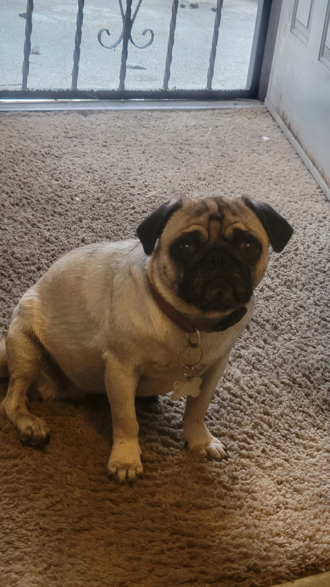 Pug image 3