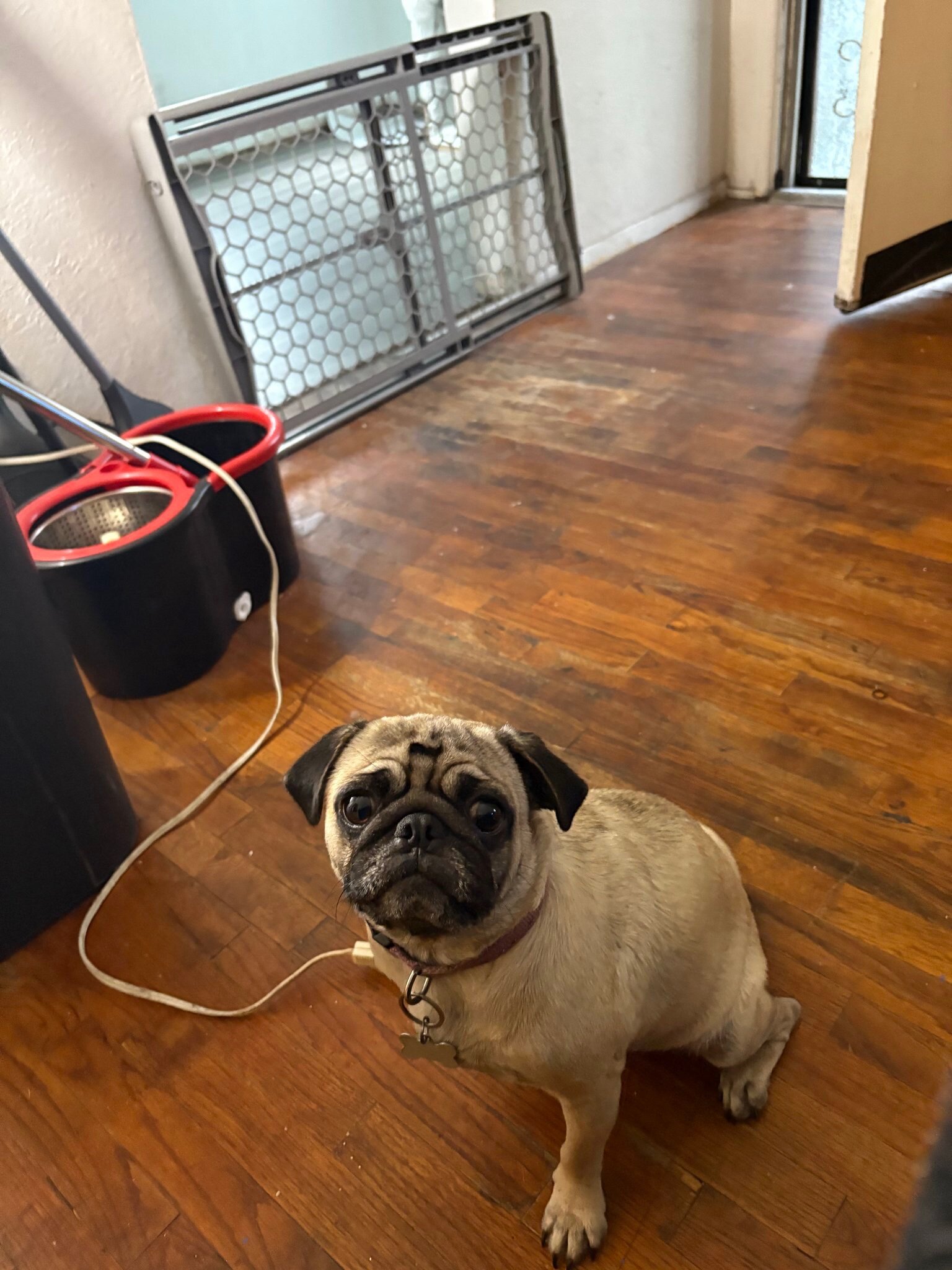 Pug image 4