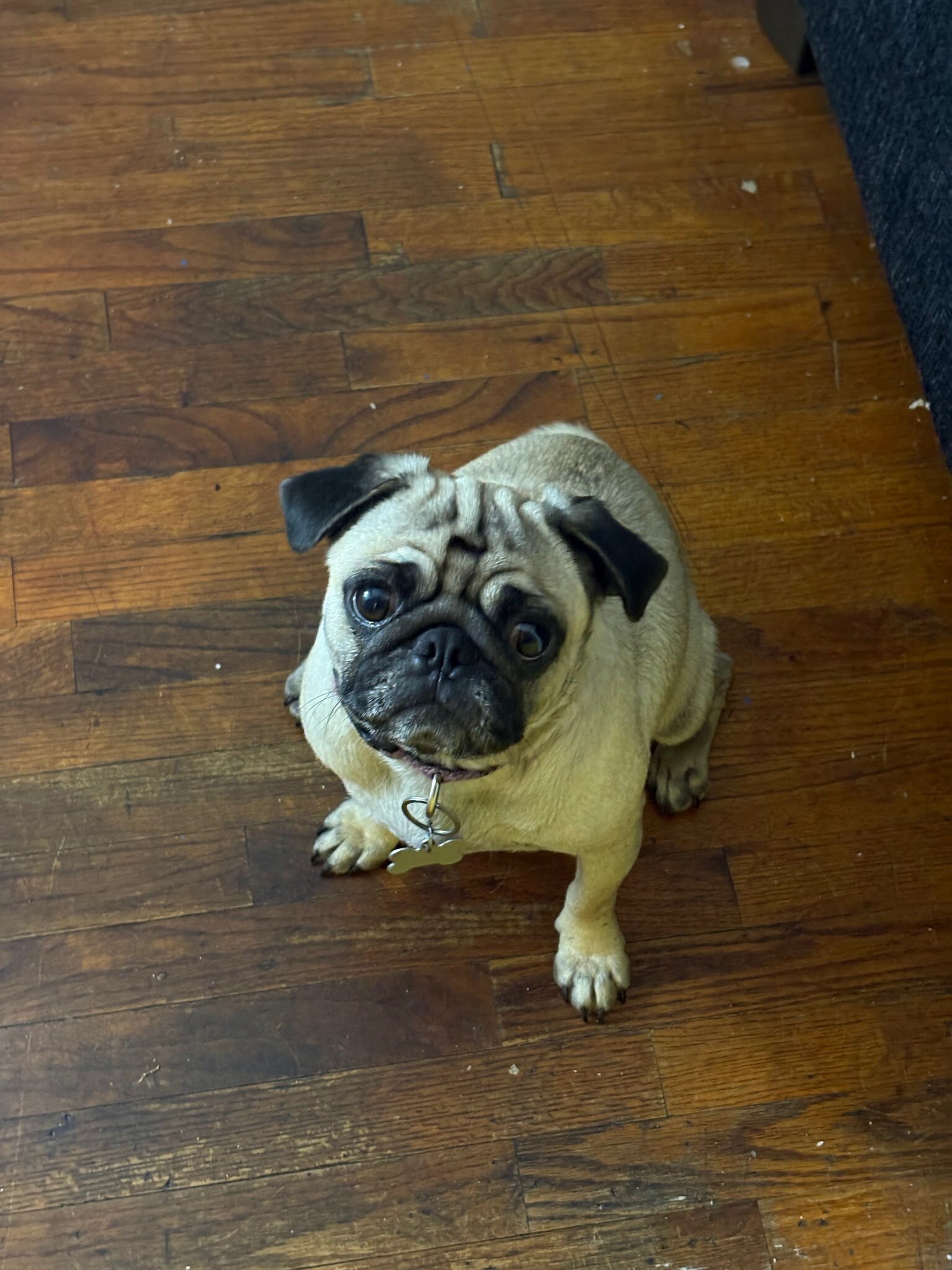 Pug image 2