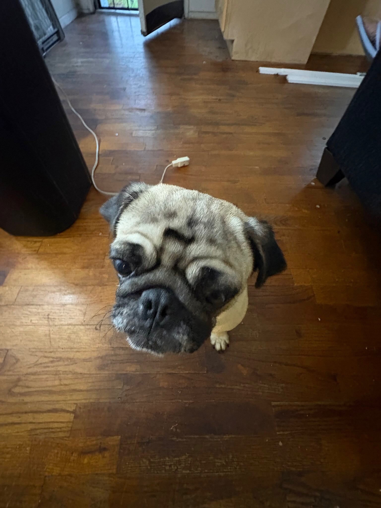 Pug image 1