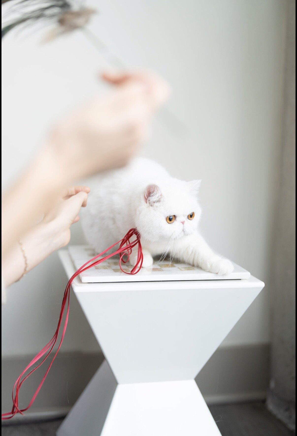 Exotic shorthair cat image 2