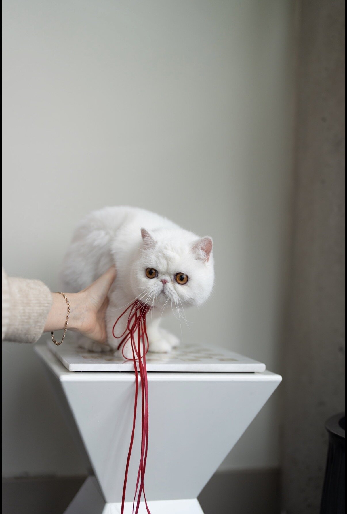 Exotic shorthair cat image 5