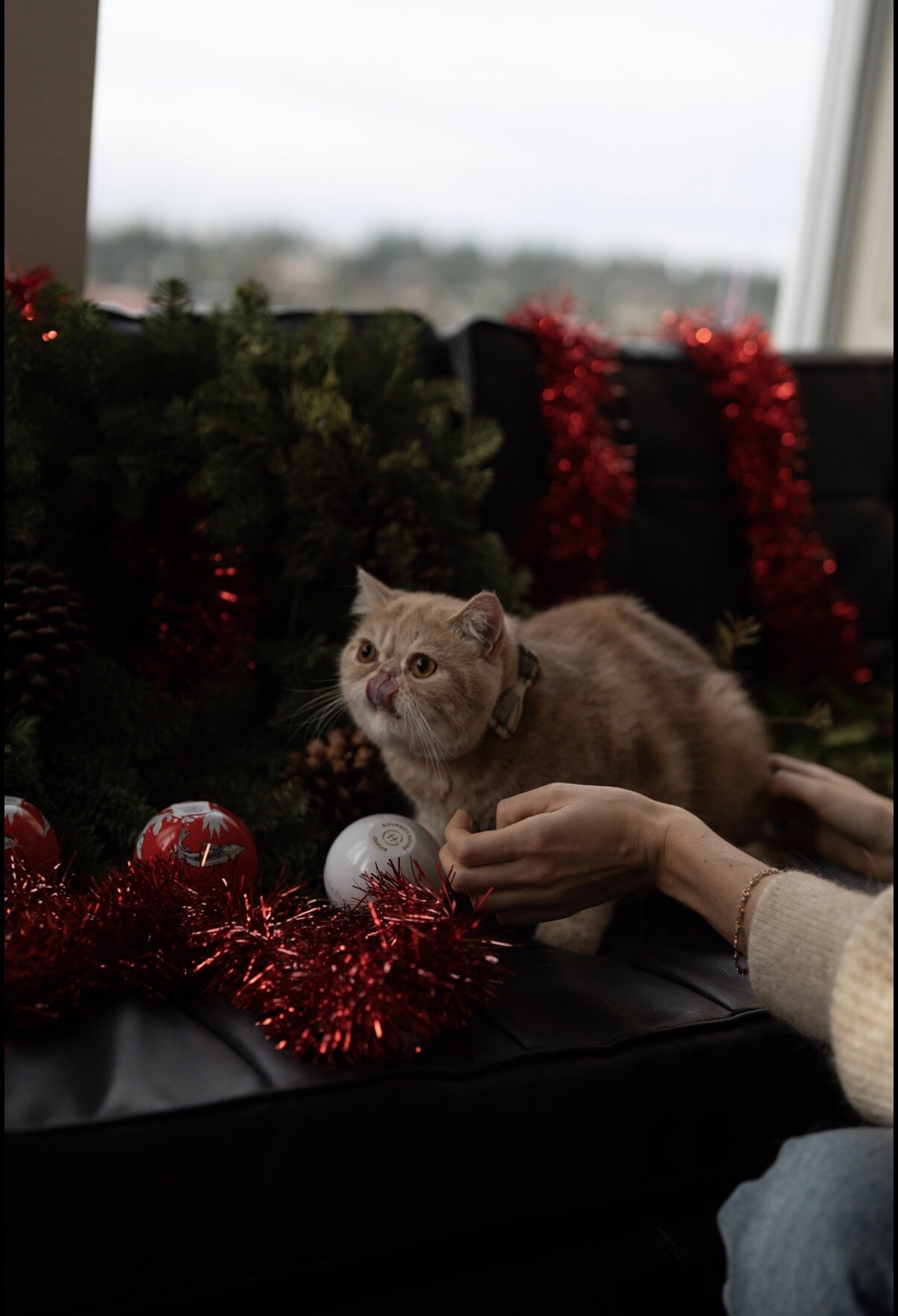 Exotic shorthair male cat image 8