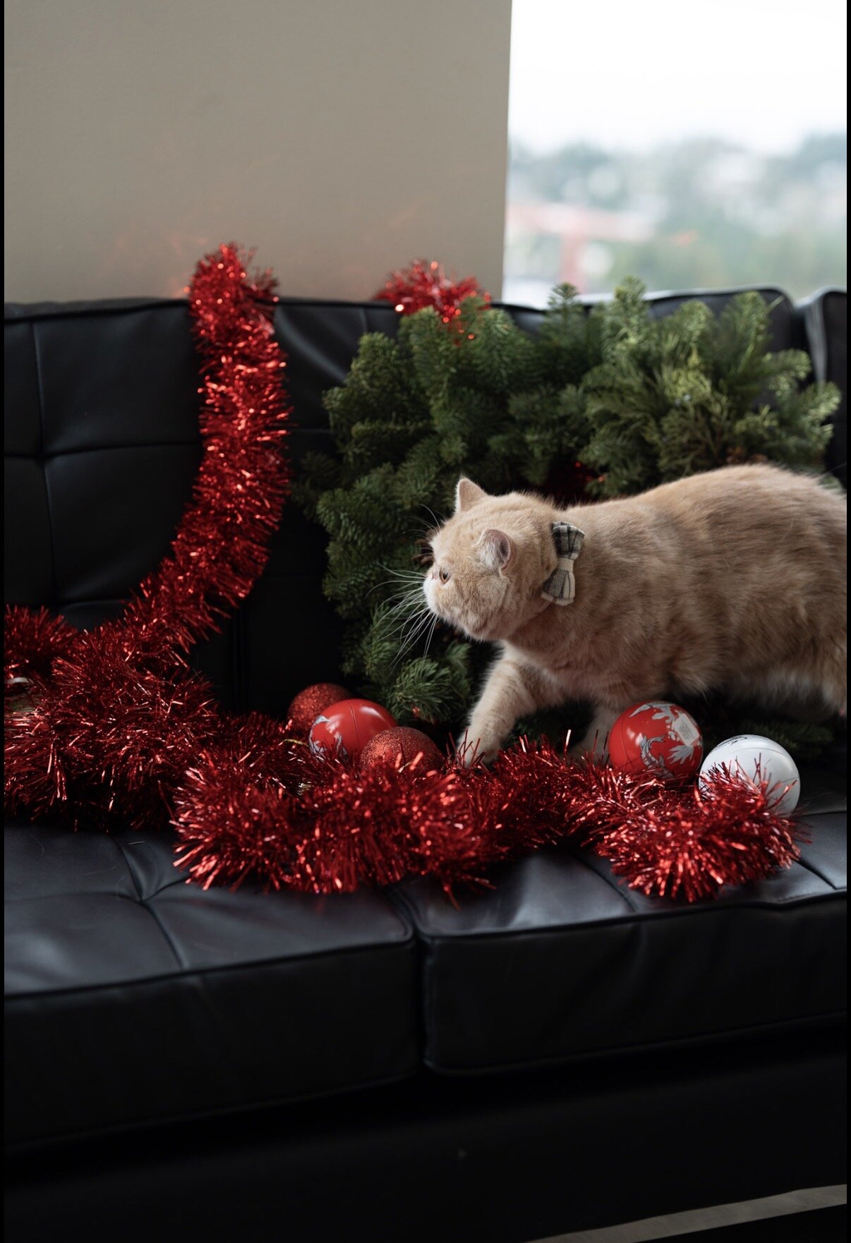 Exotic shorthair male cat image 7