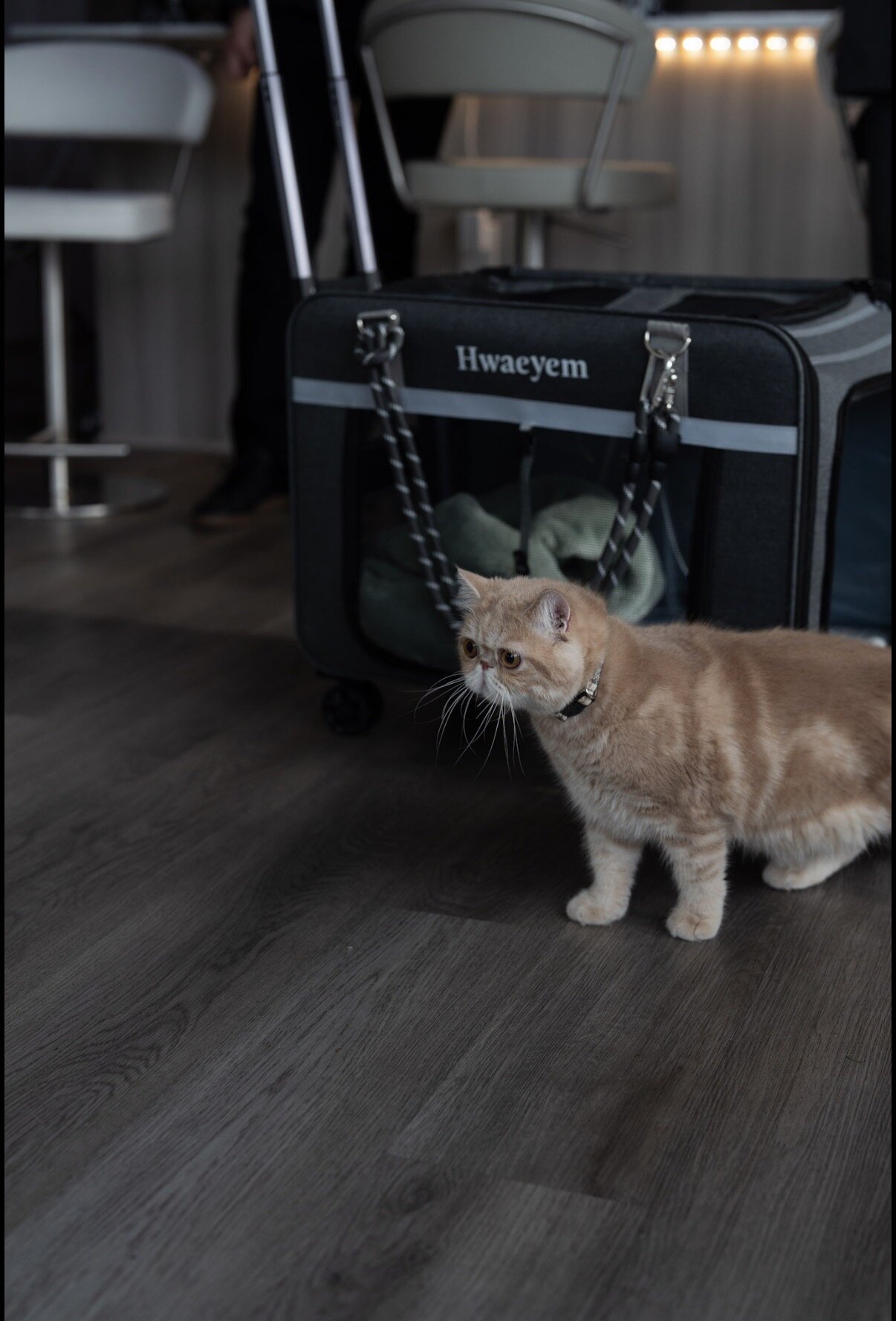 Exotic shorthair male cat image 6