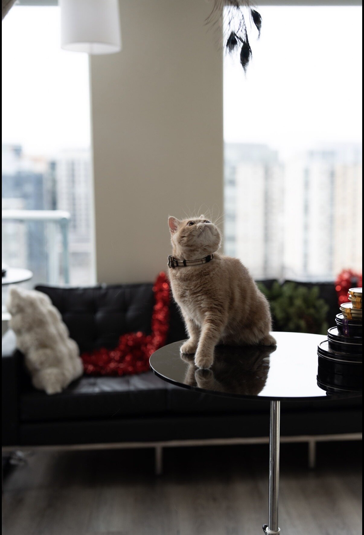 Exotic shorthair male cat image 5