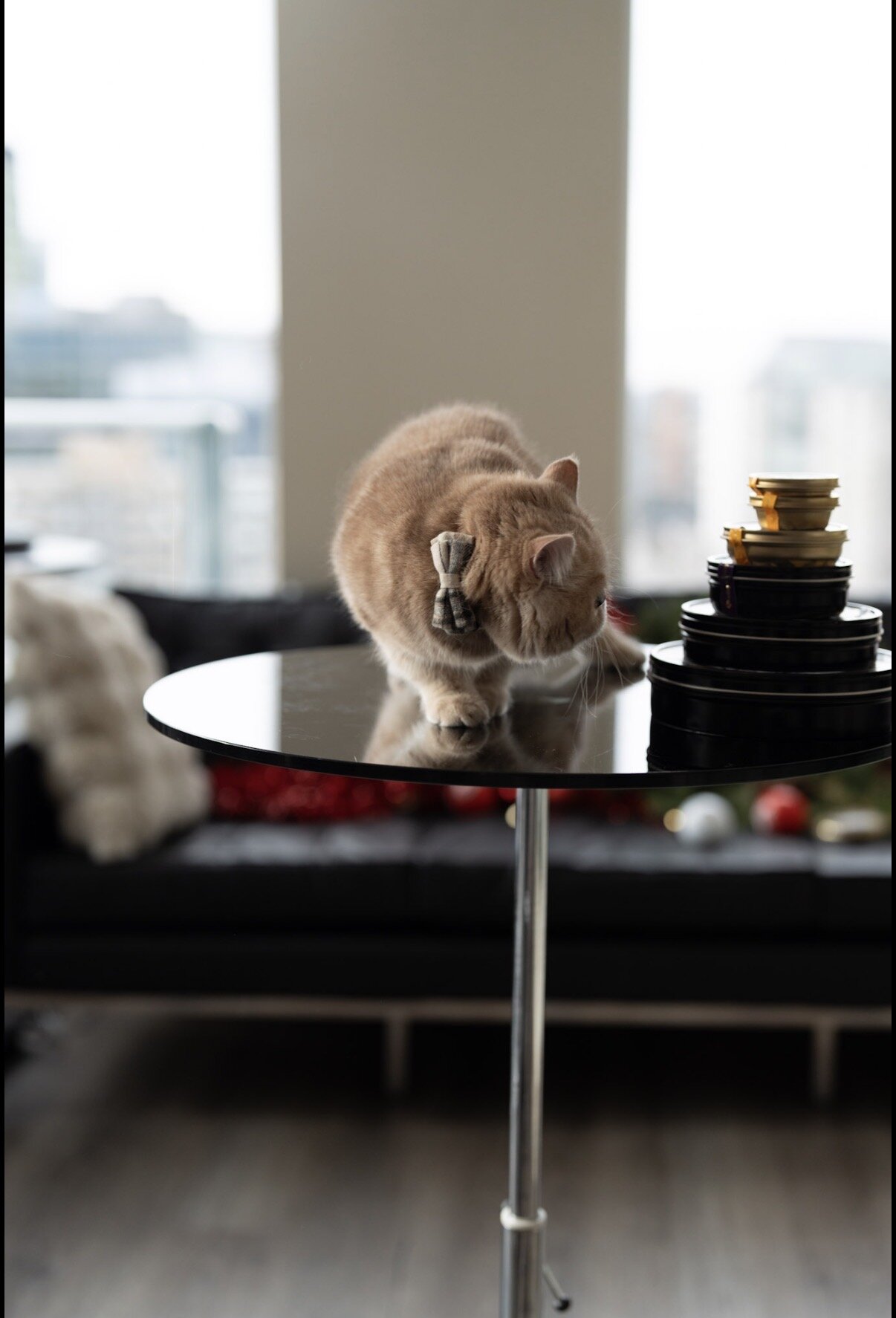 Exotic shorthair male cat image 4