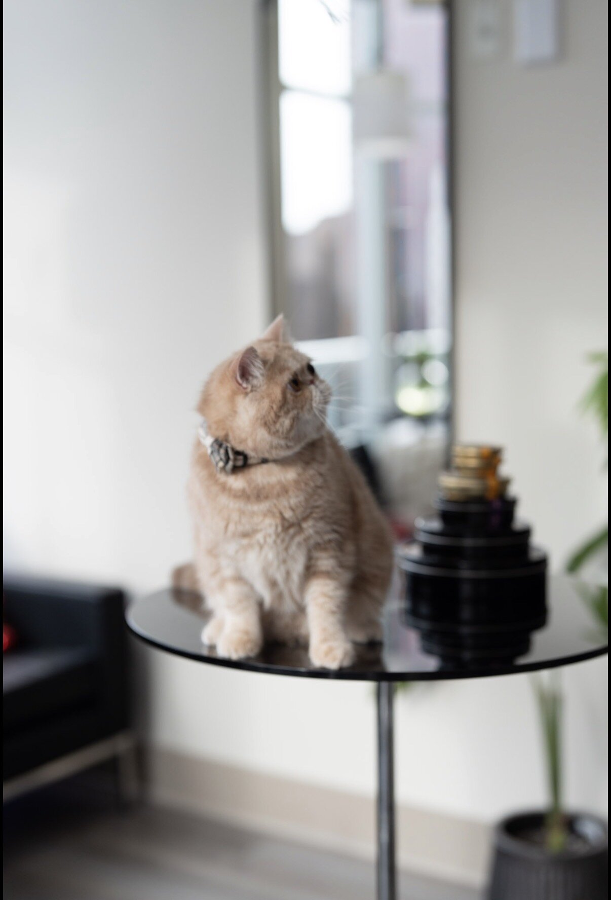 Exotic shorthair male cat image 3