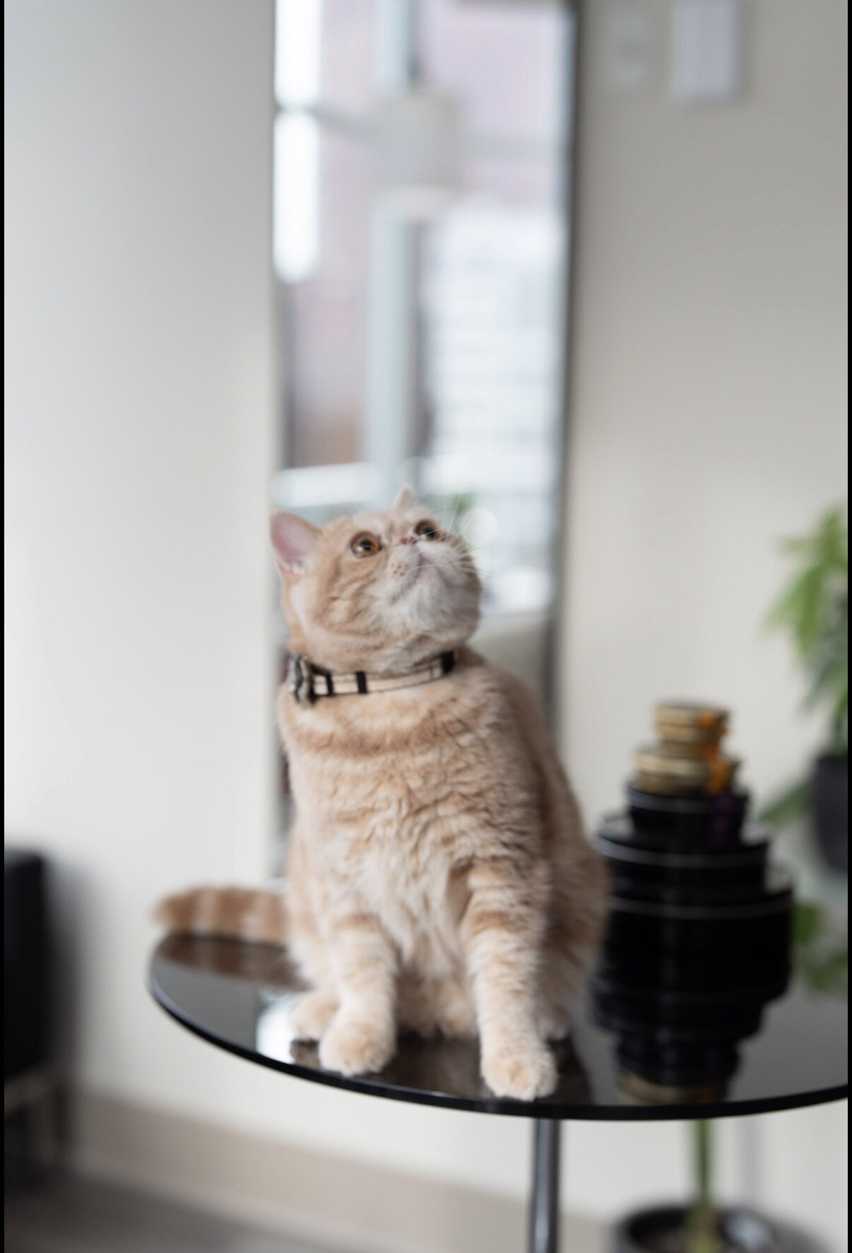 Exotic shorthair male cat image 1