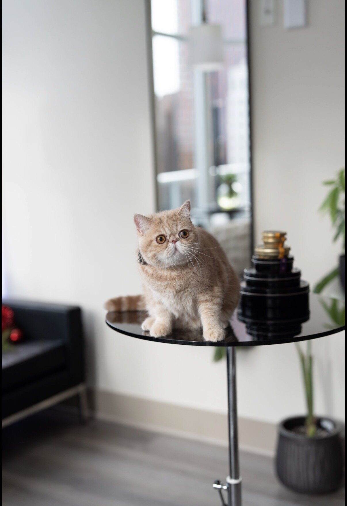 Exotic shorthair male cat image 2