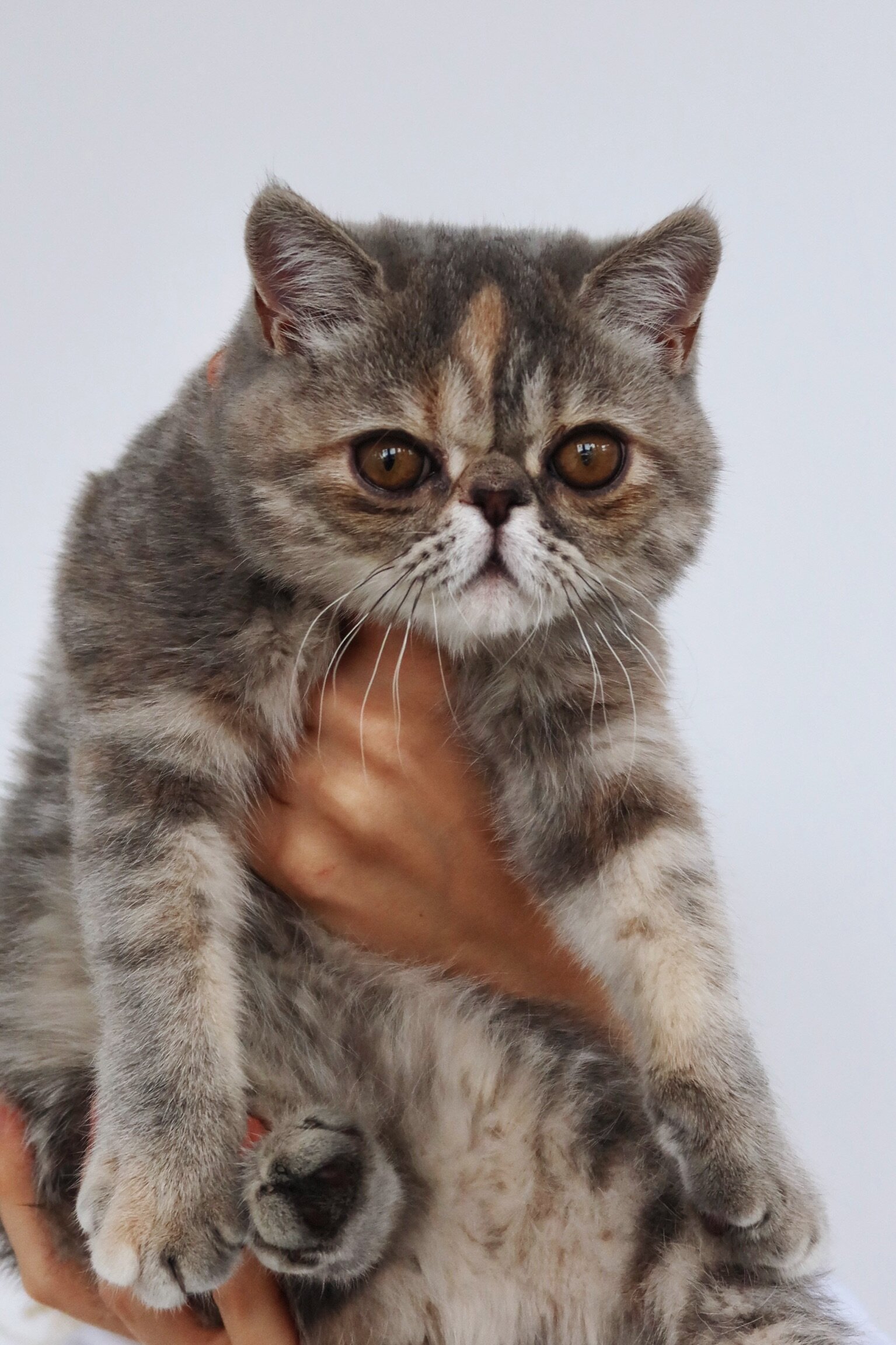 Beautiful exotic shorthair feline image 1