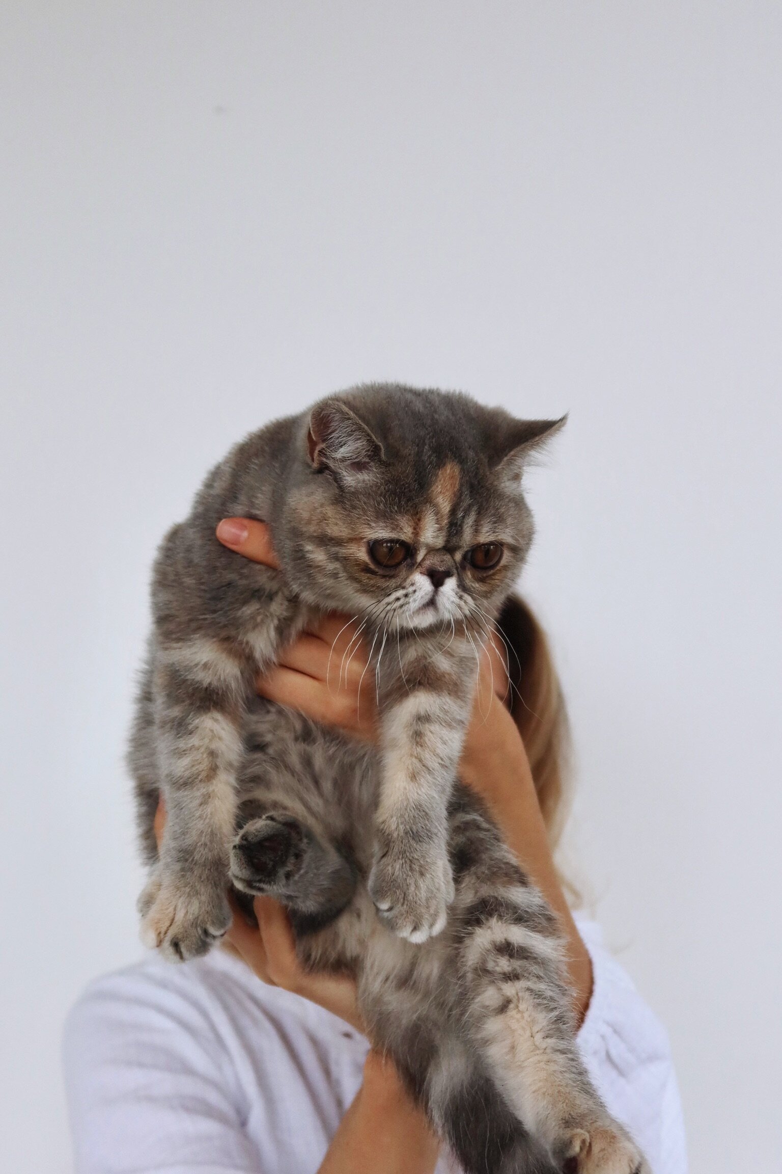 Beautiful exotic shorthair feline image 2