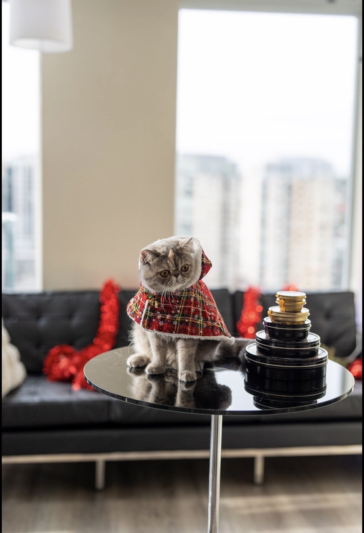 Beautiful exotic shorthair feline image 4