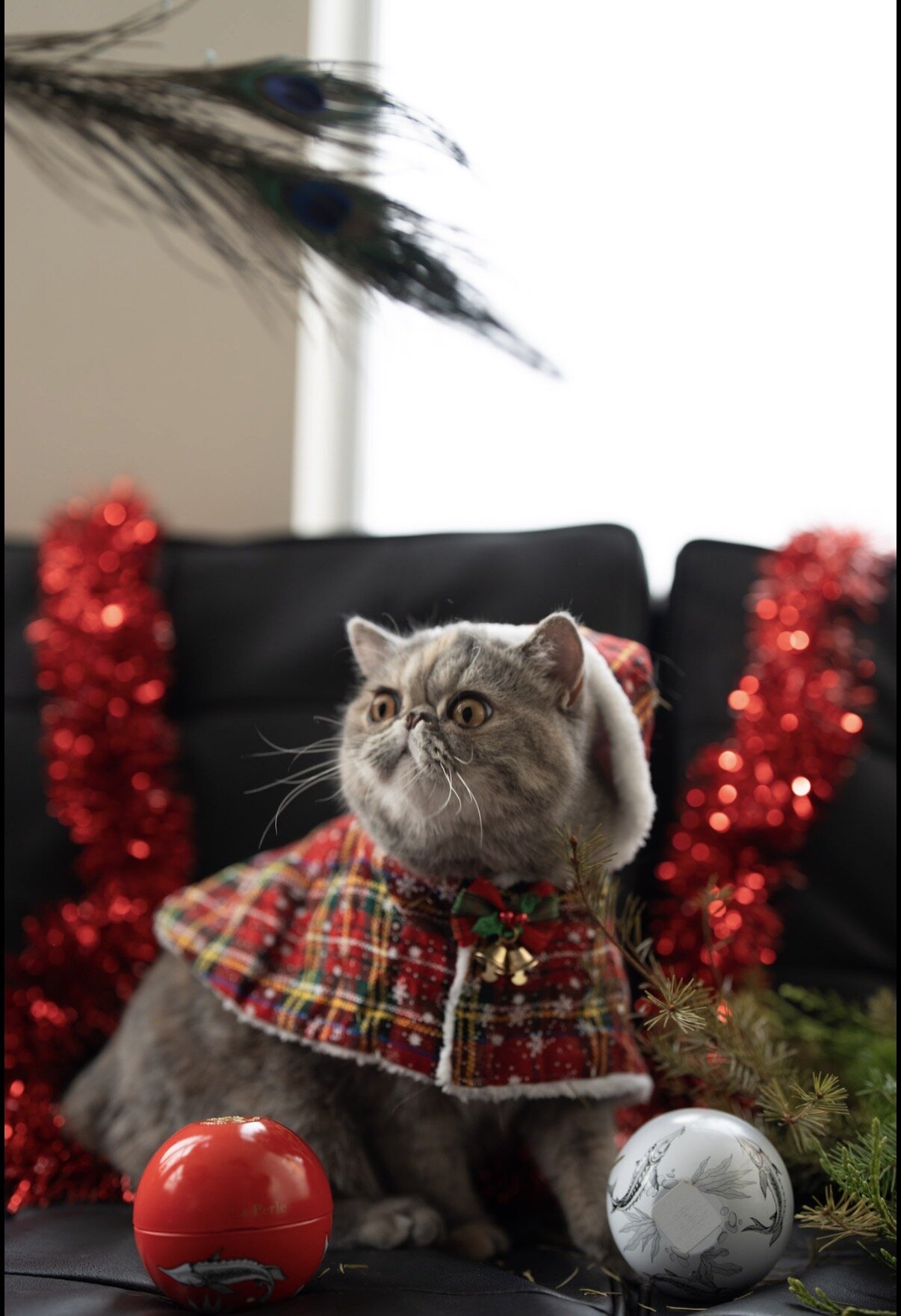 Beautiful exotic shorthair feline image 6