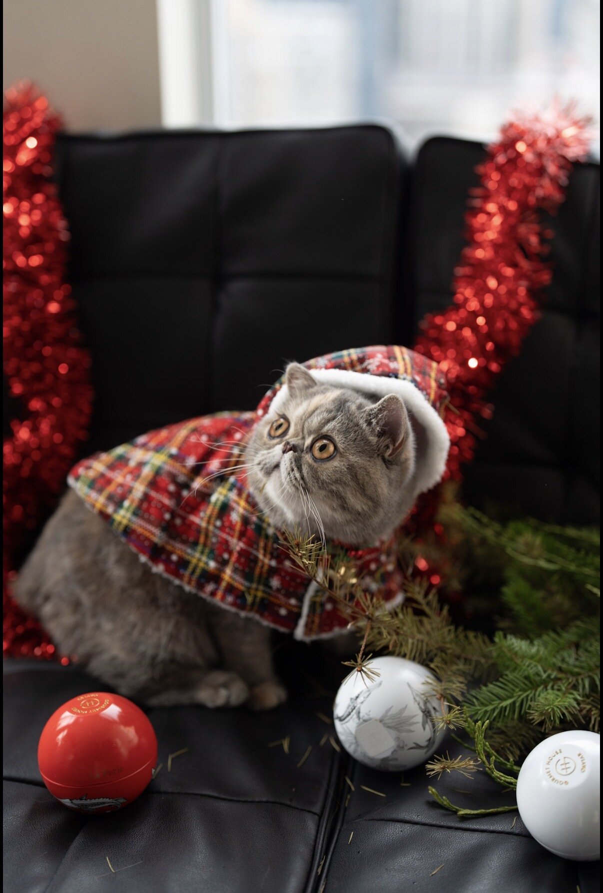 Beautiful exotic shorthair feline image 5