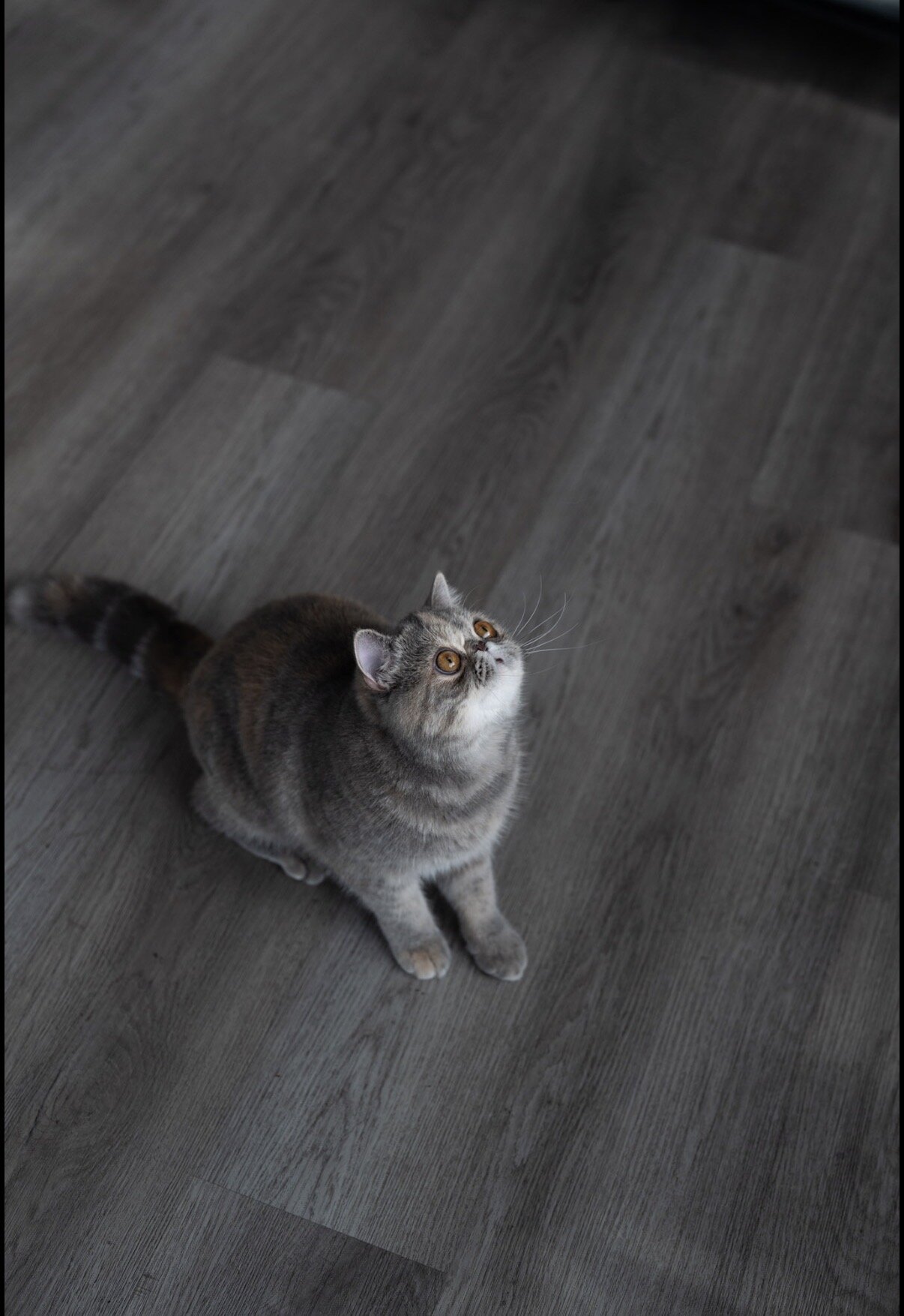 Beautiful exotic shorthair feline image 7