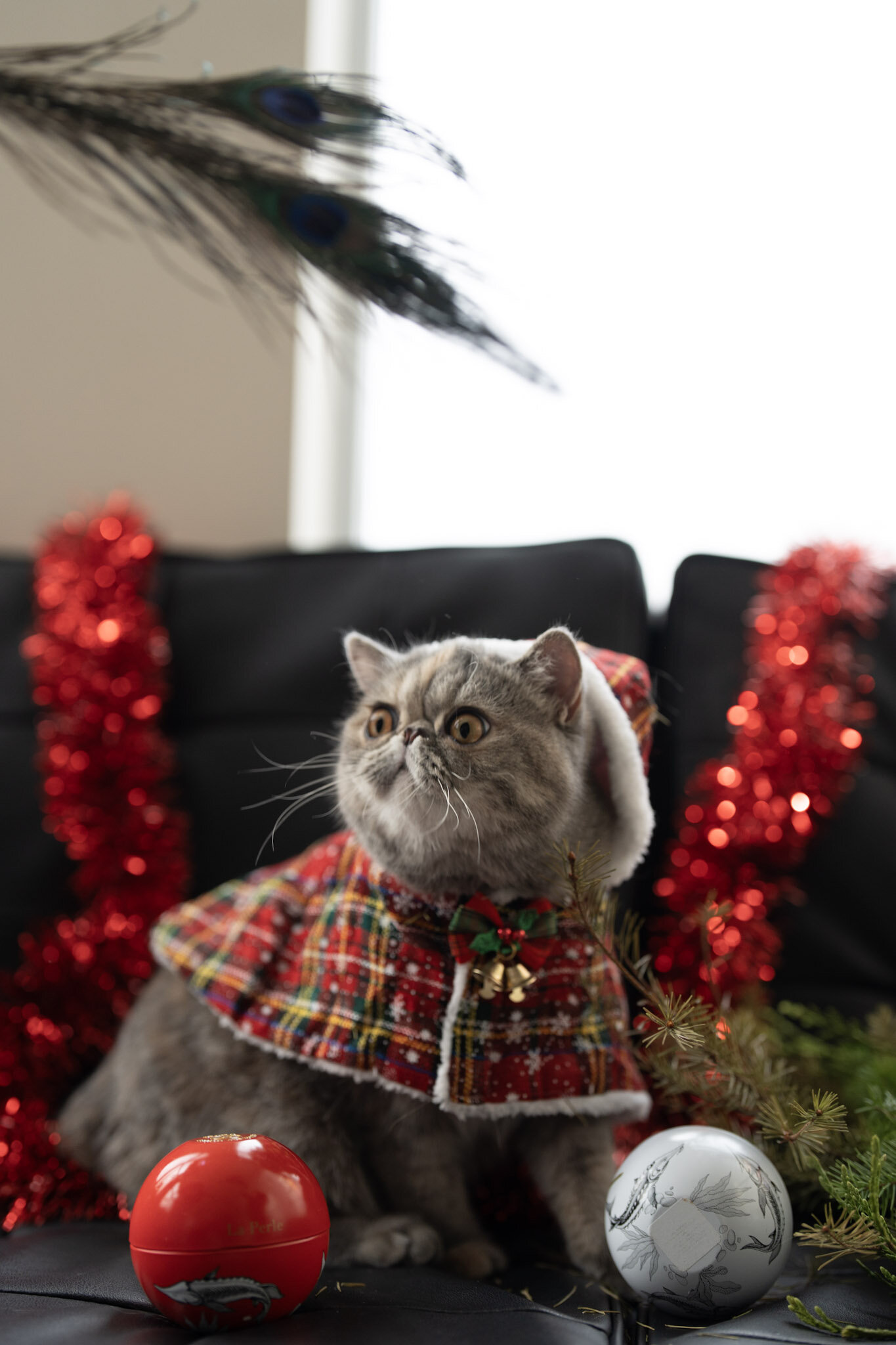 Beautiful exotic shorthair feline image 8