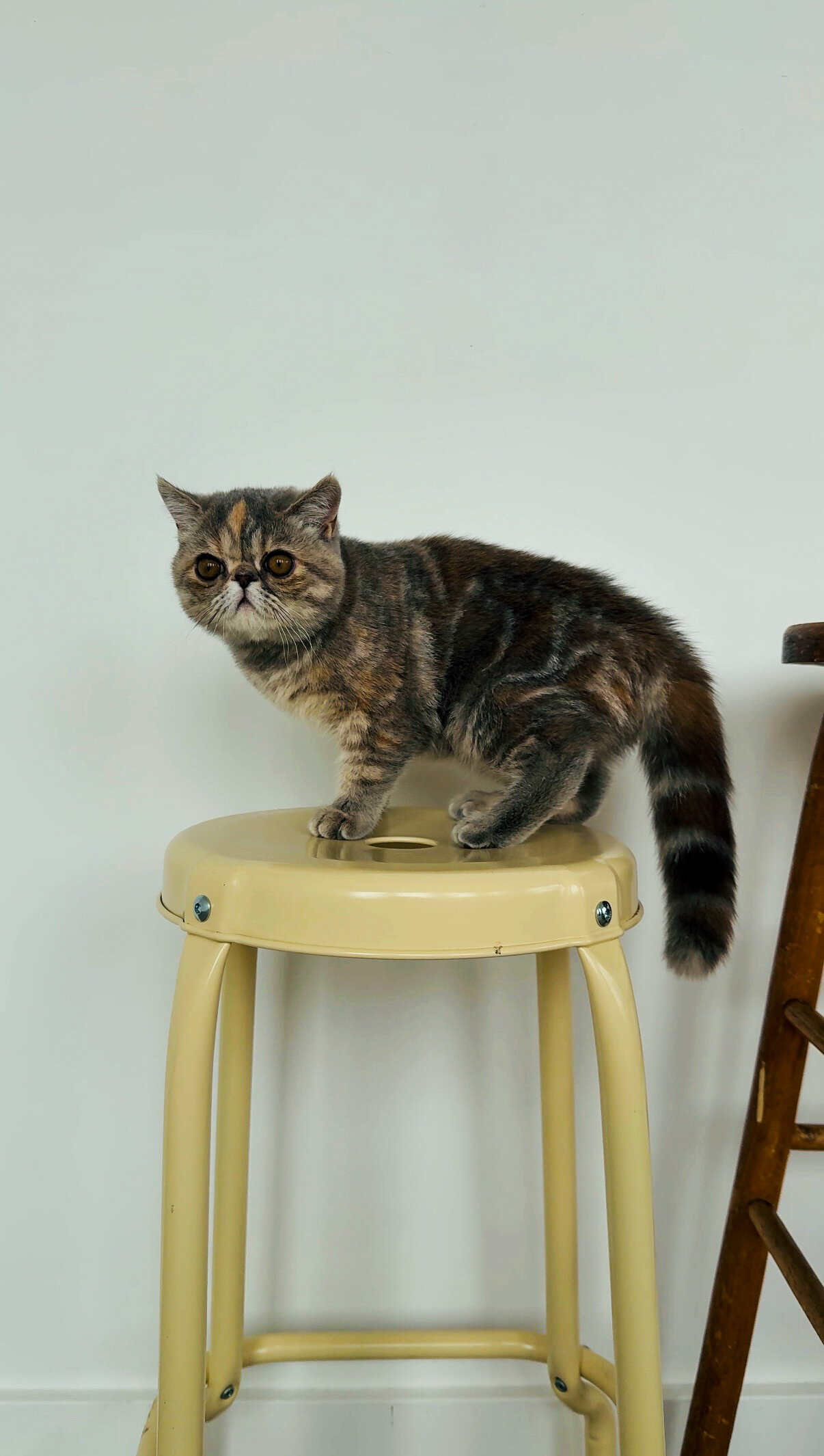 Beautiful exotic shorthair feline image 3