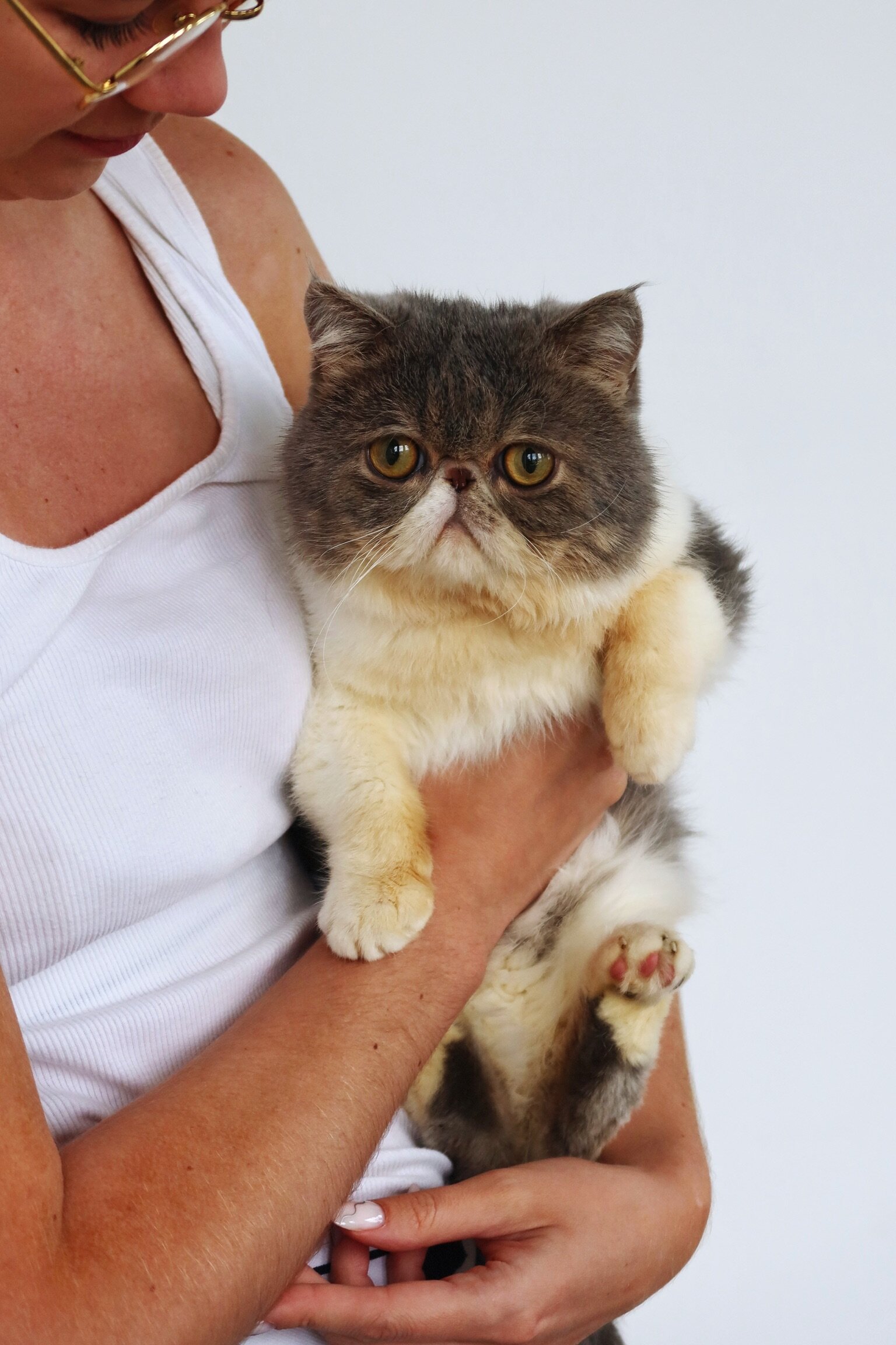 Loving cat boy exotic shorthair image 6