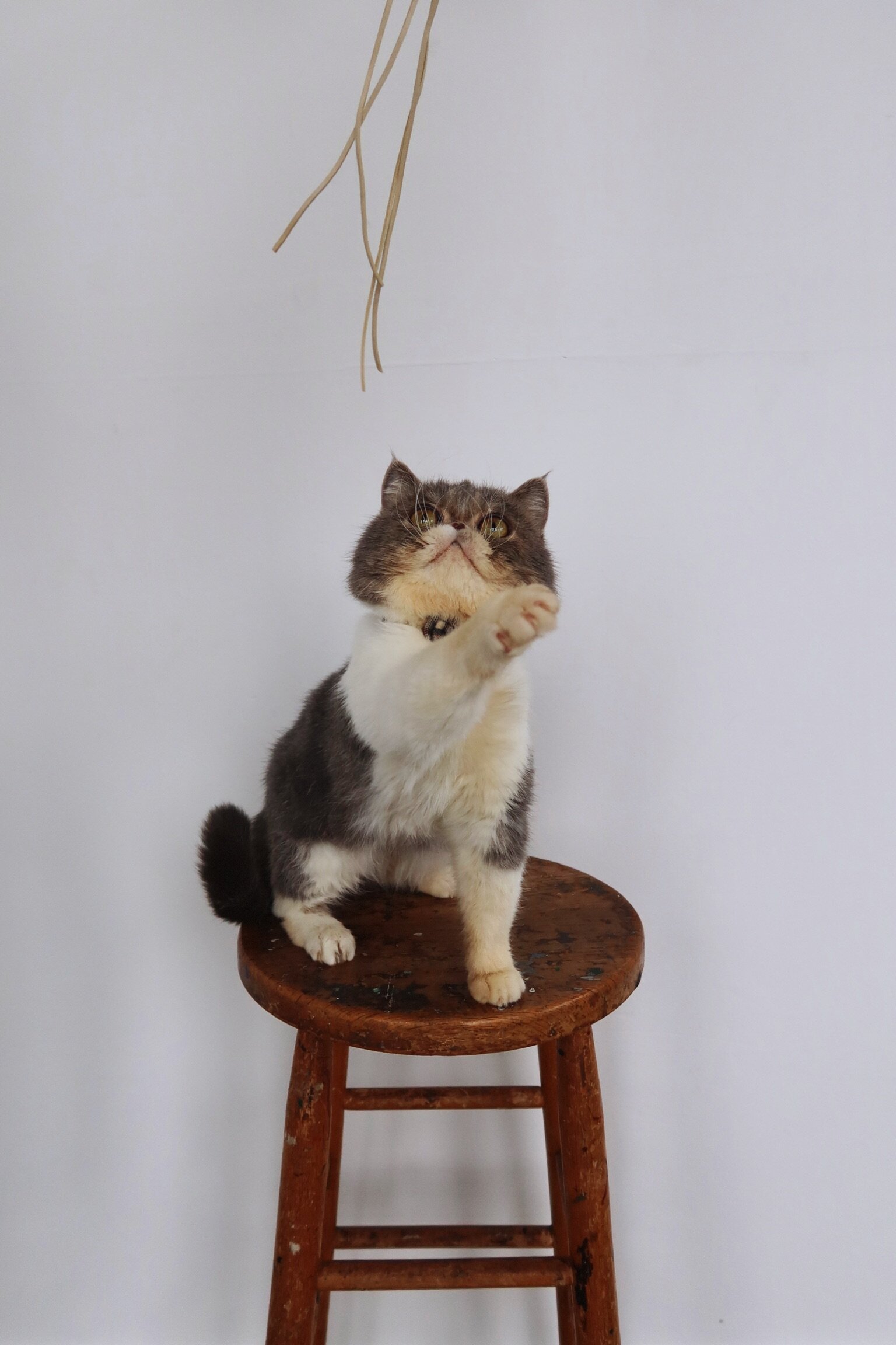 Loving cat boy exotic shorthair image 5