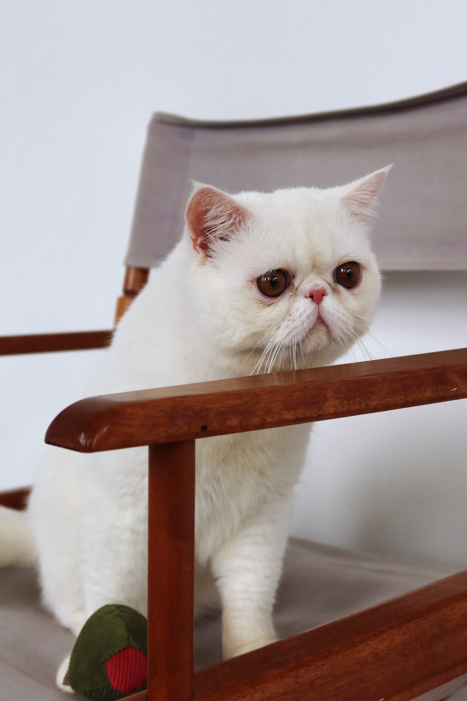 Solid white male exotic shorthair cat image 3