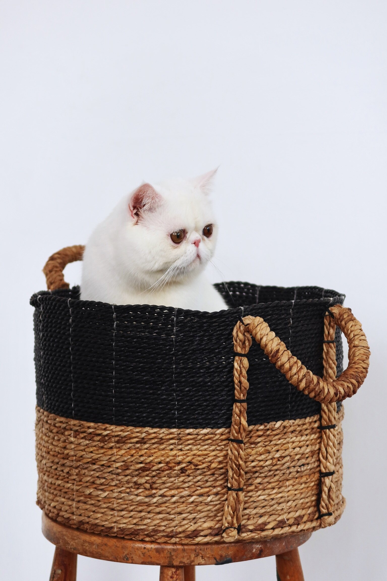Solid white male exotic shorthair cat image 1