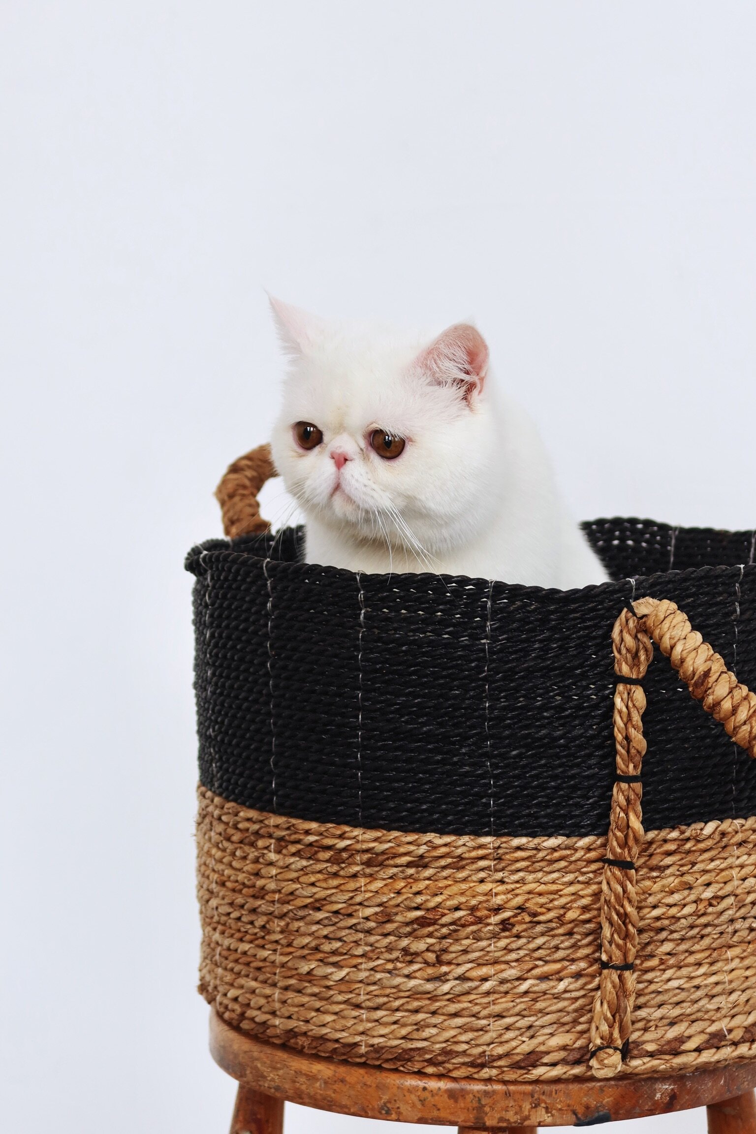 Solid white male exotic shorthair cat image 2