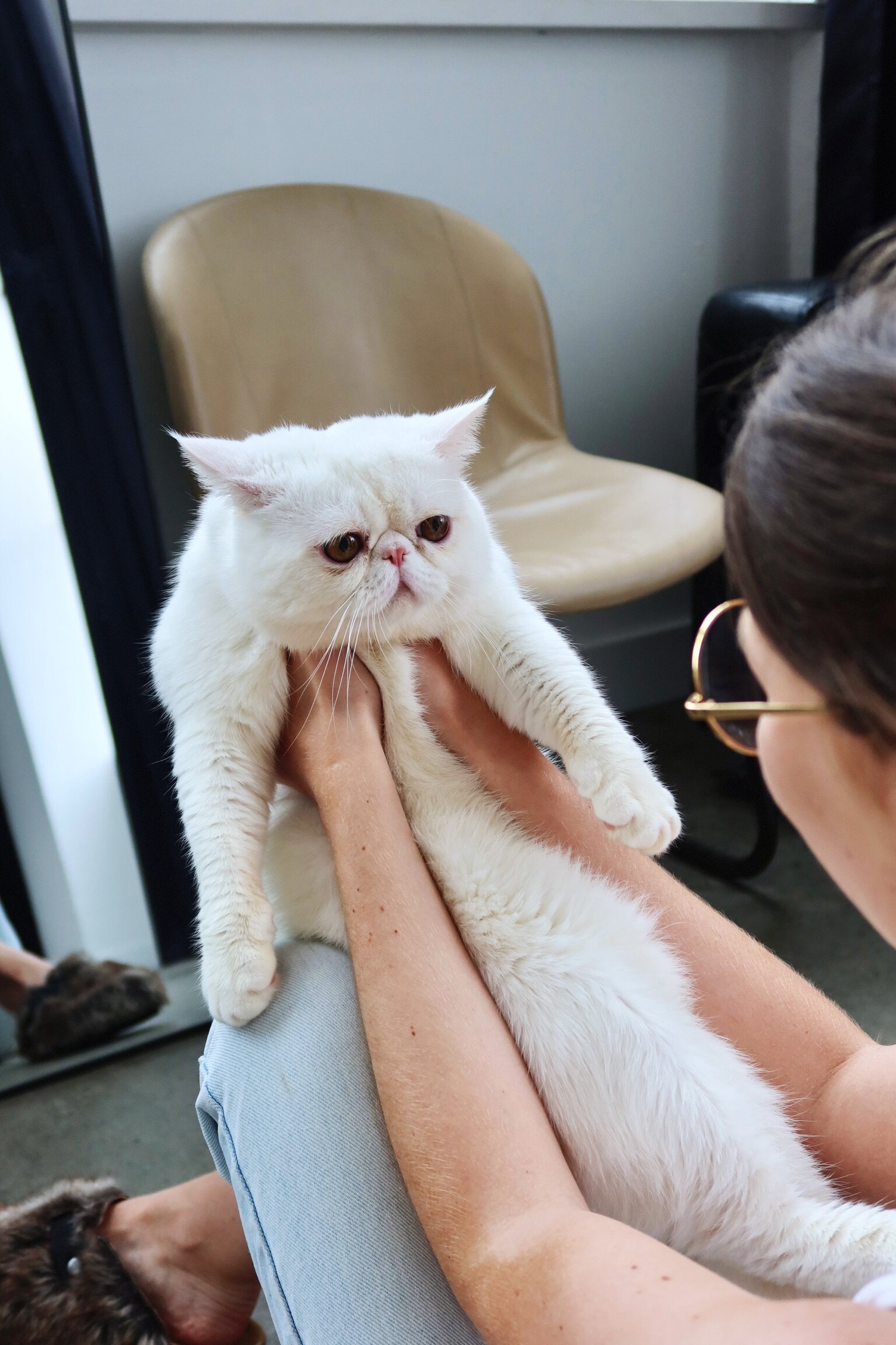 Solid white male exotic shorthair cat image 5