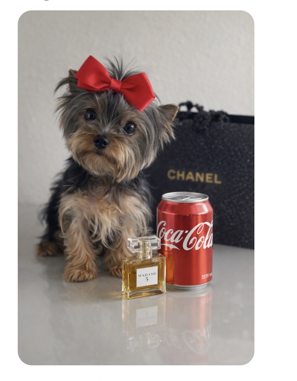 Micro mini teacup Yorkie image 1