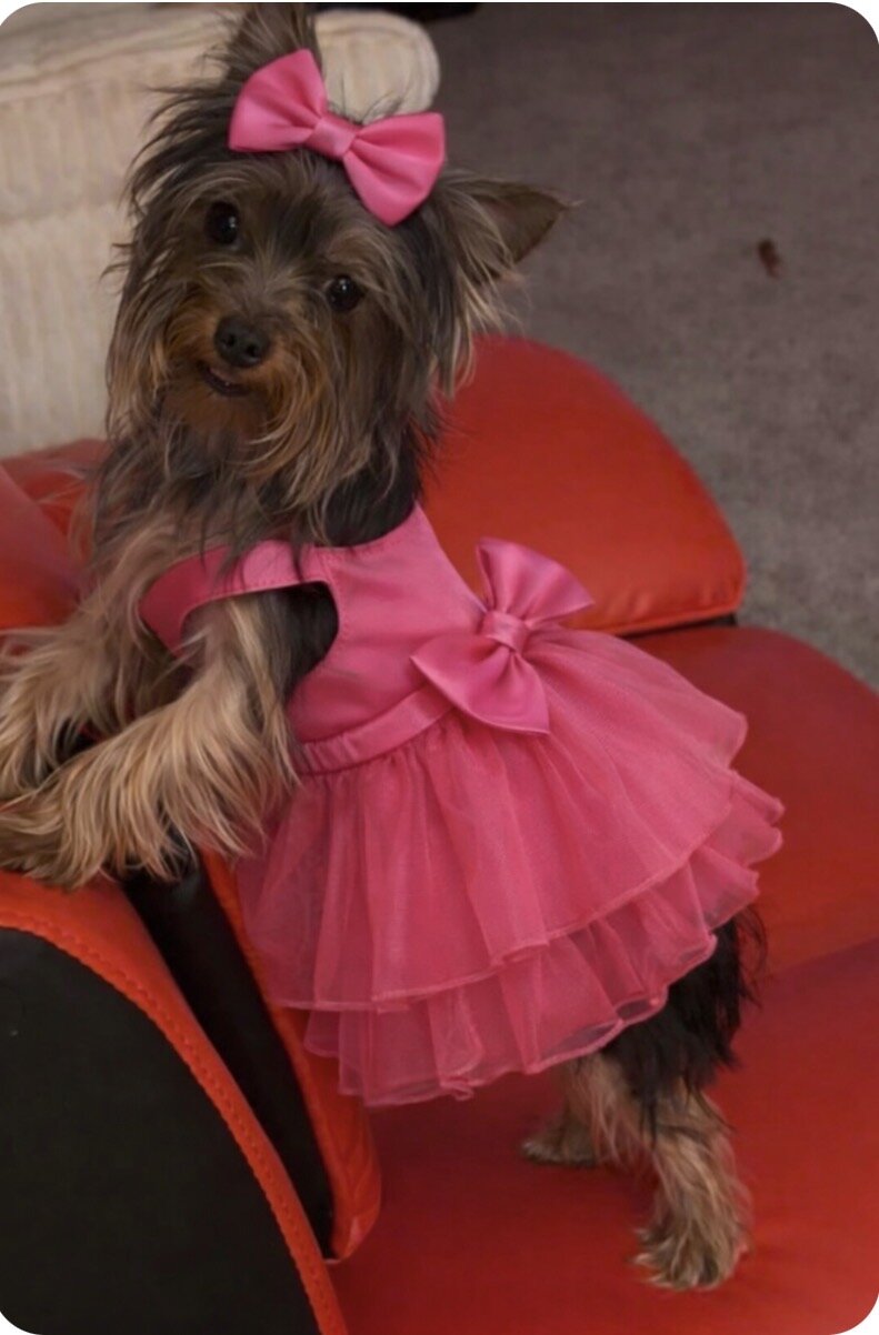 Micro mini teacup Yorkie image 2