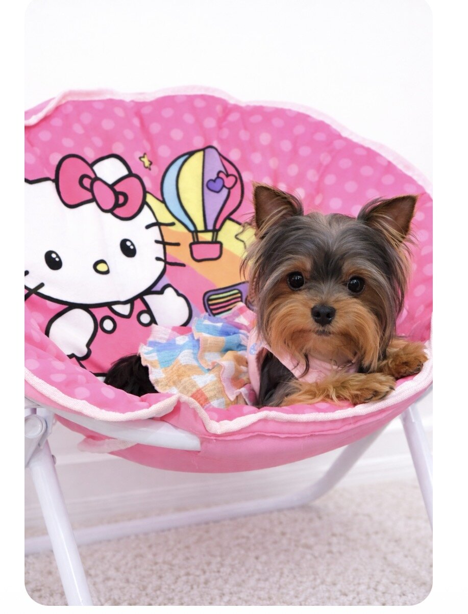 Micro mini teacup Yorkie image 3