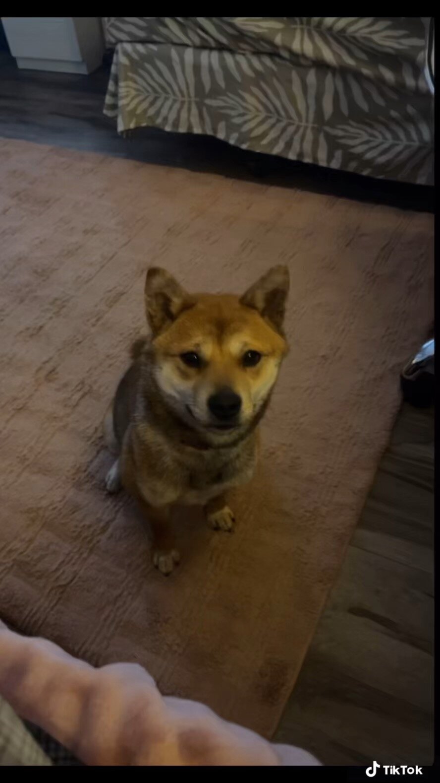 Beautiful sweet shiba inu for sale! image 1