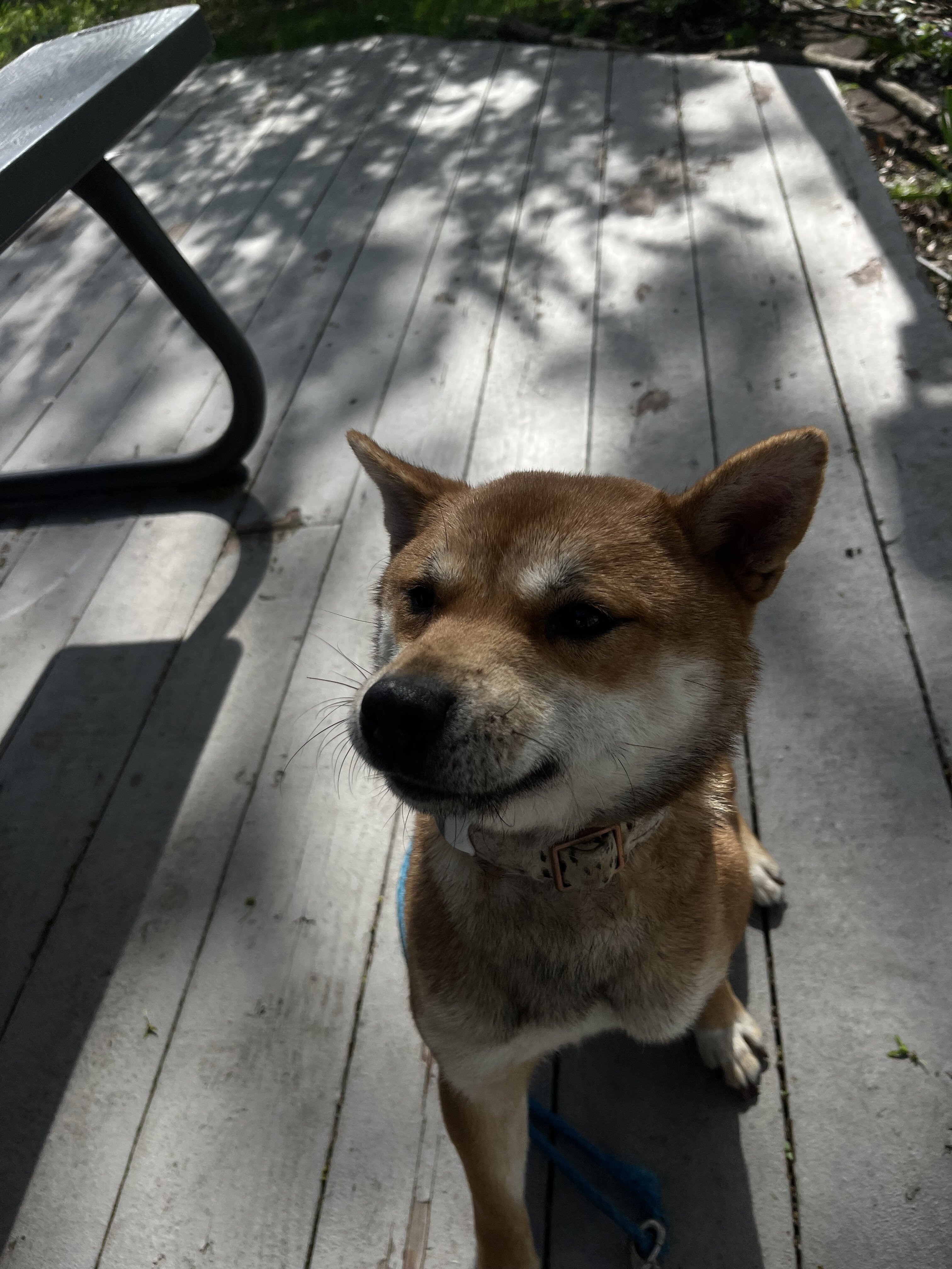 Beautiful sweet shiba inu for sale! image 2