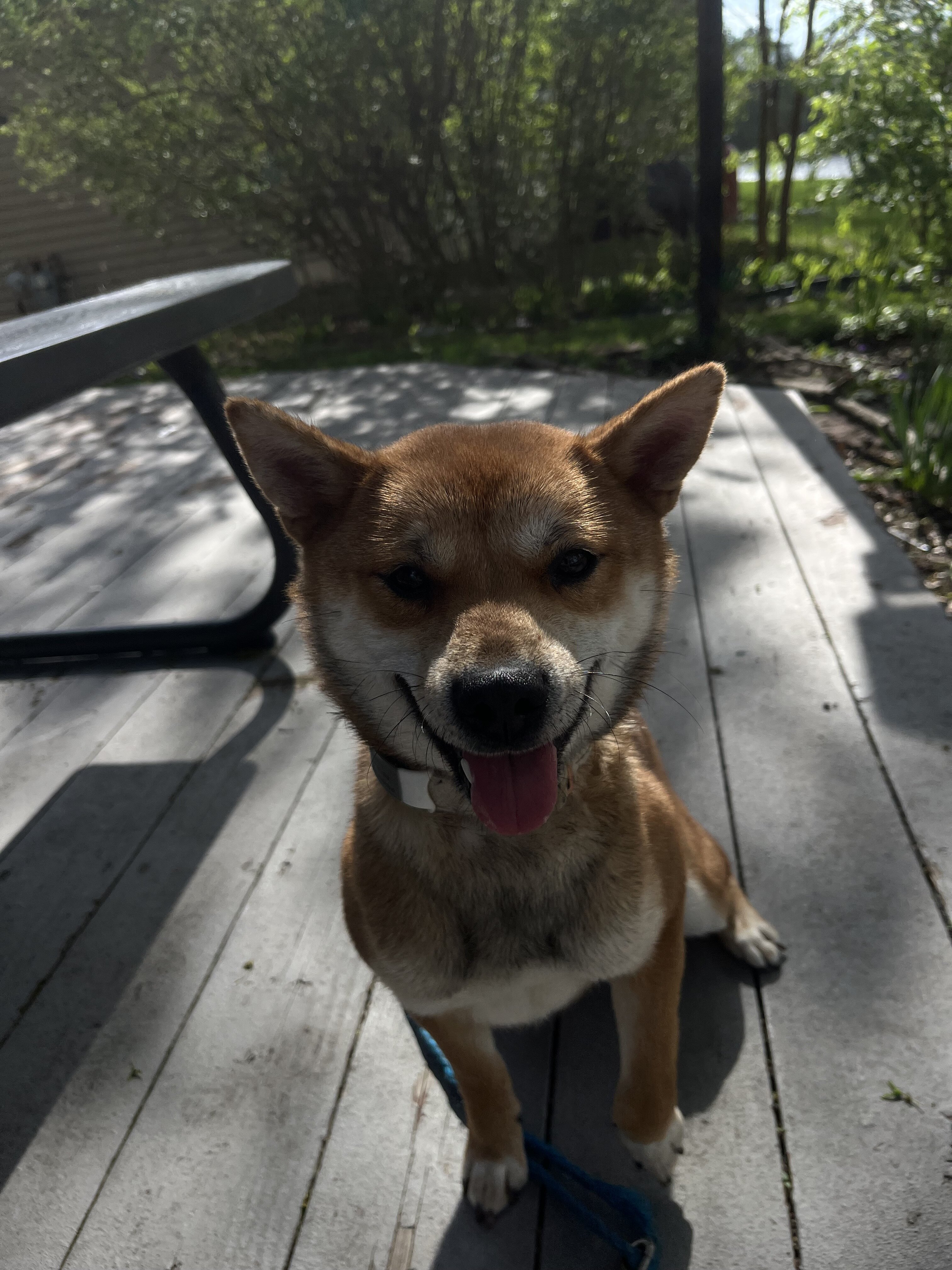 Beautiful sweet shiba inu for sale! image 3