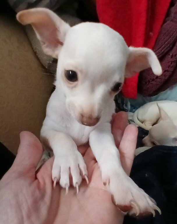 Beautiful Fawn Deerhead Chihuahua Pups image 1