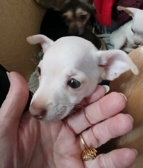 Beautiful Fawn Deerhead Chihuahua Pups image 2