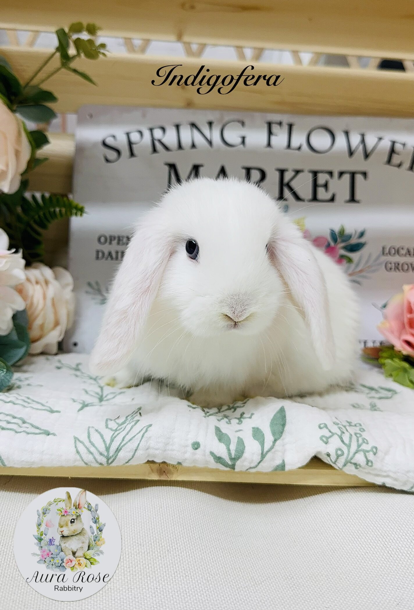 Rabbit image 1