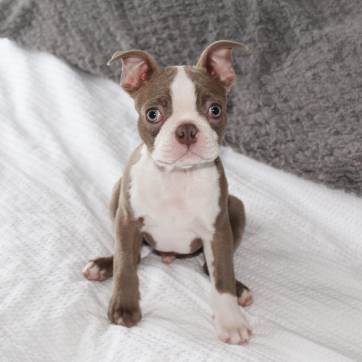 Boston Terrier image 4