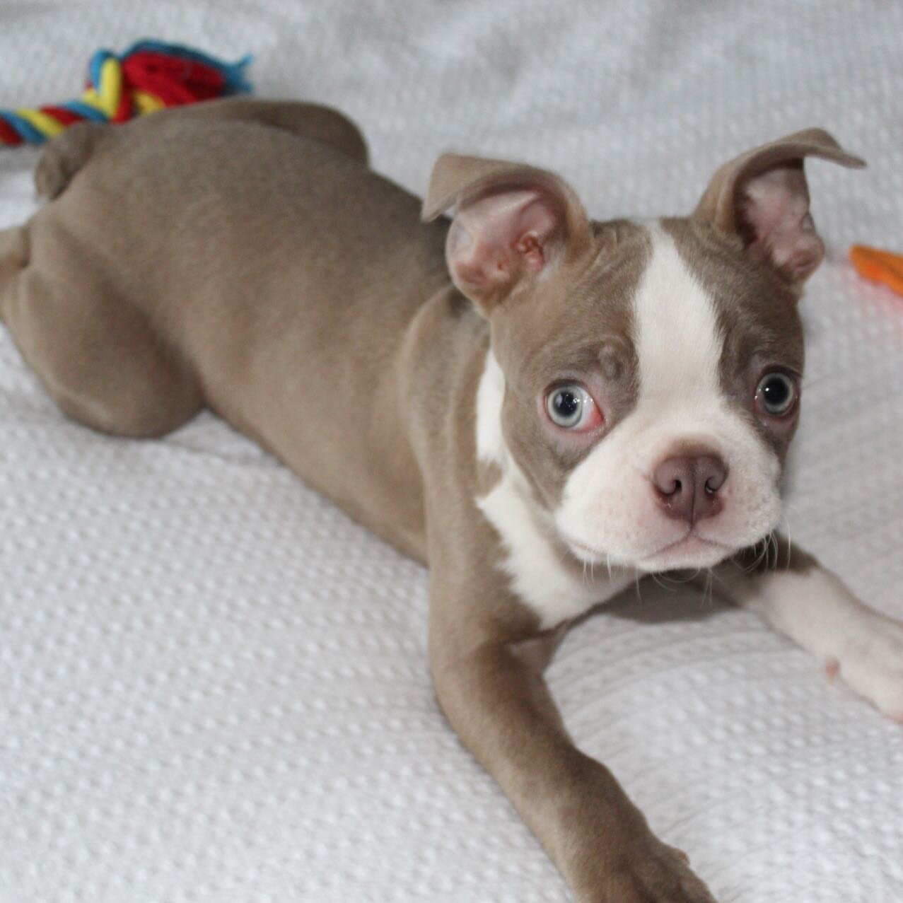 Boston Terrier image 3