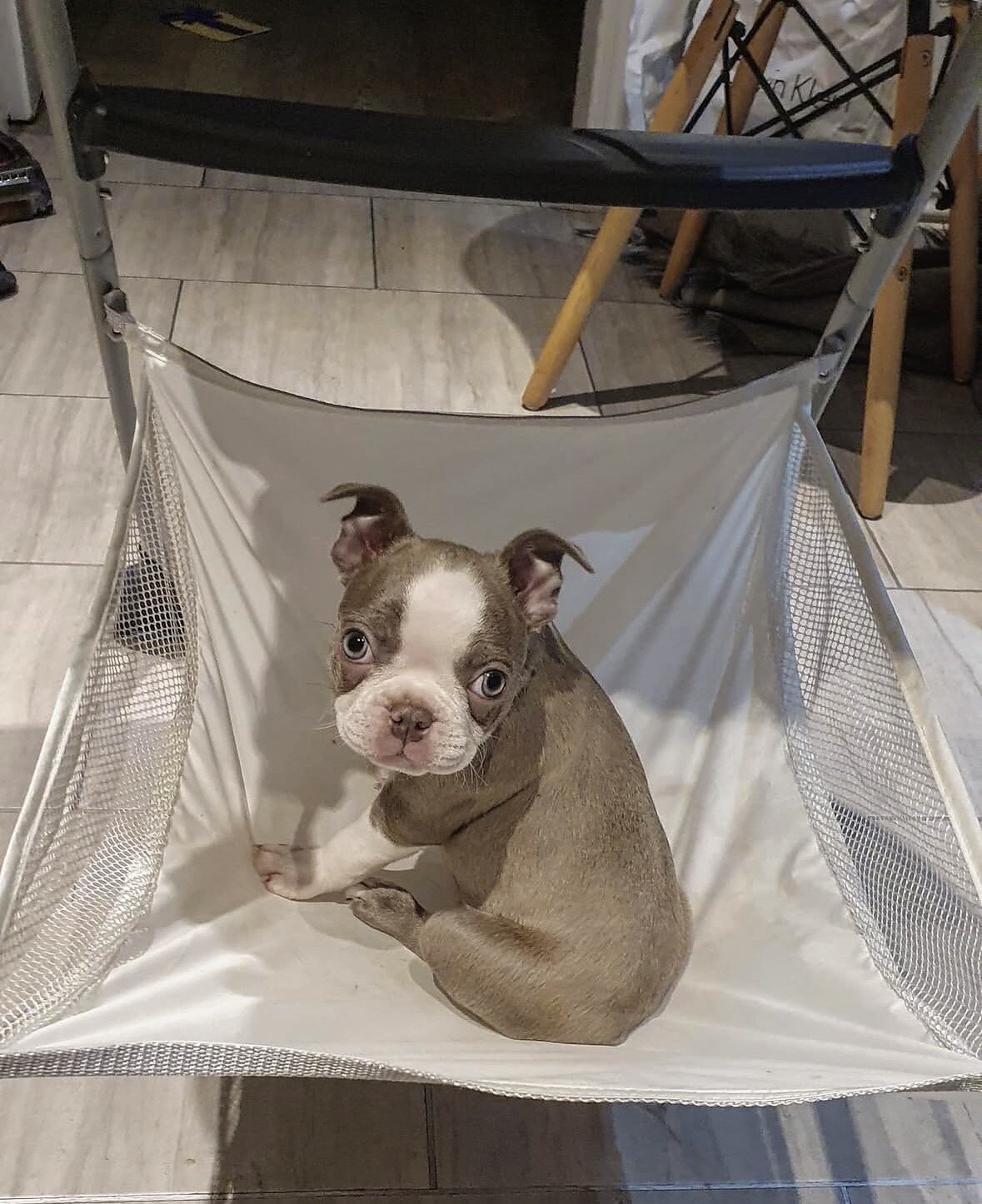 Boston Terrier image 2