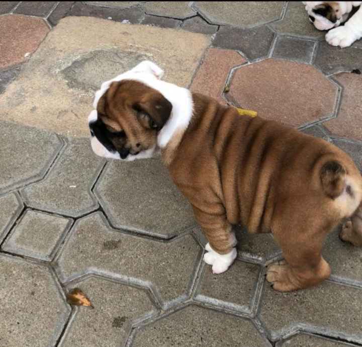 Charming English bulldog puppies available image 1