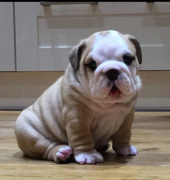 Gorgeous English bulldog puppies image 1