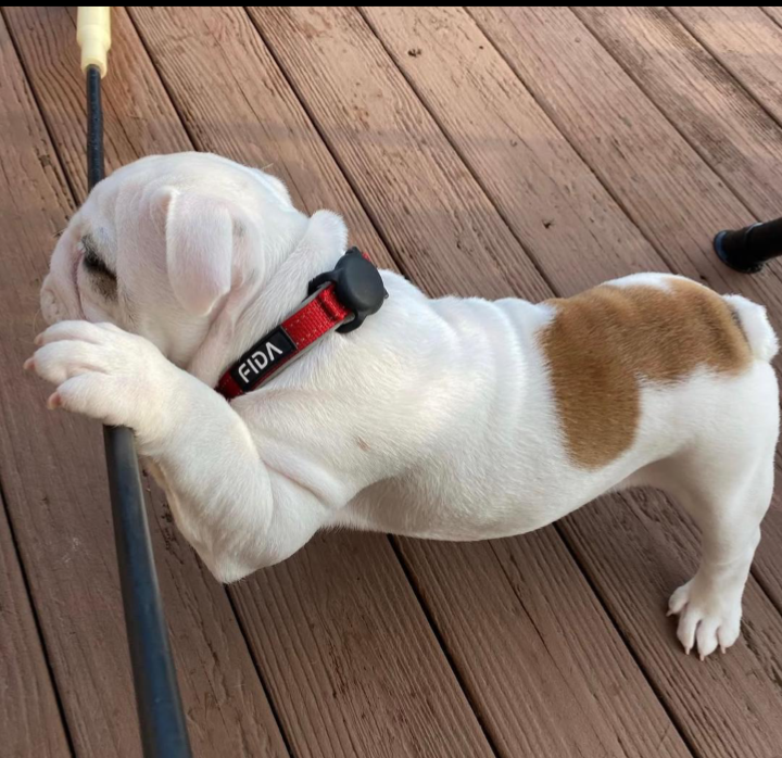 AKC registered English bulldog puppies image 1