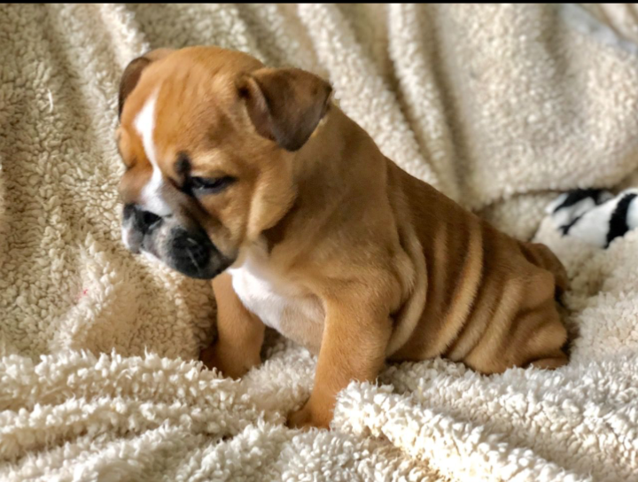 Adorable English bulldog puppies available image 1