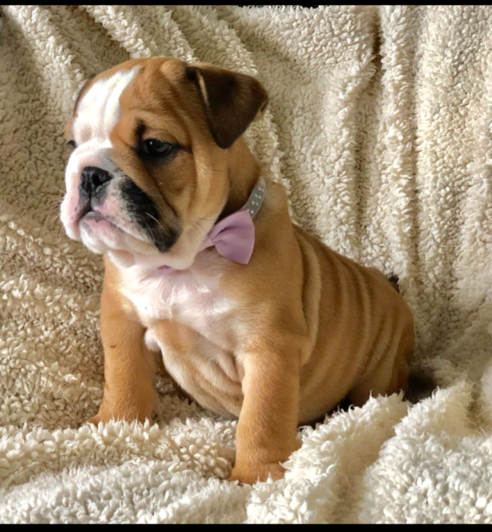 Awesome English bulldog puppies image 1