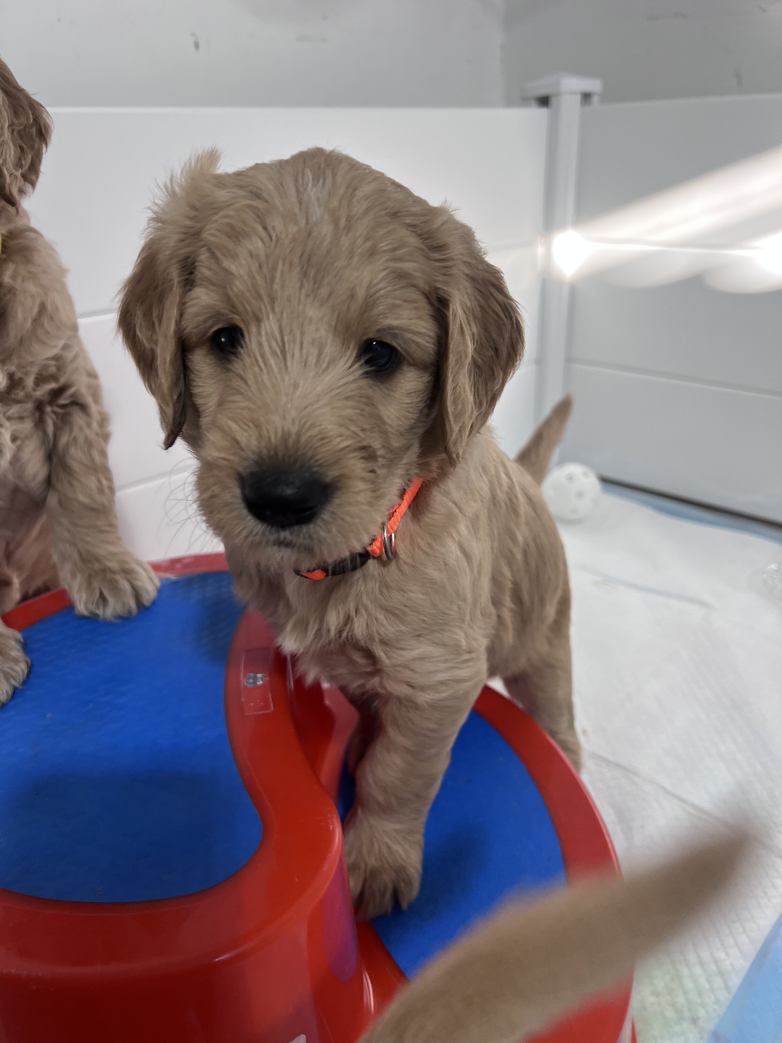 Standard golden-doodle puppies image 10