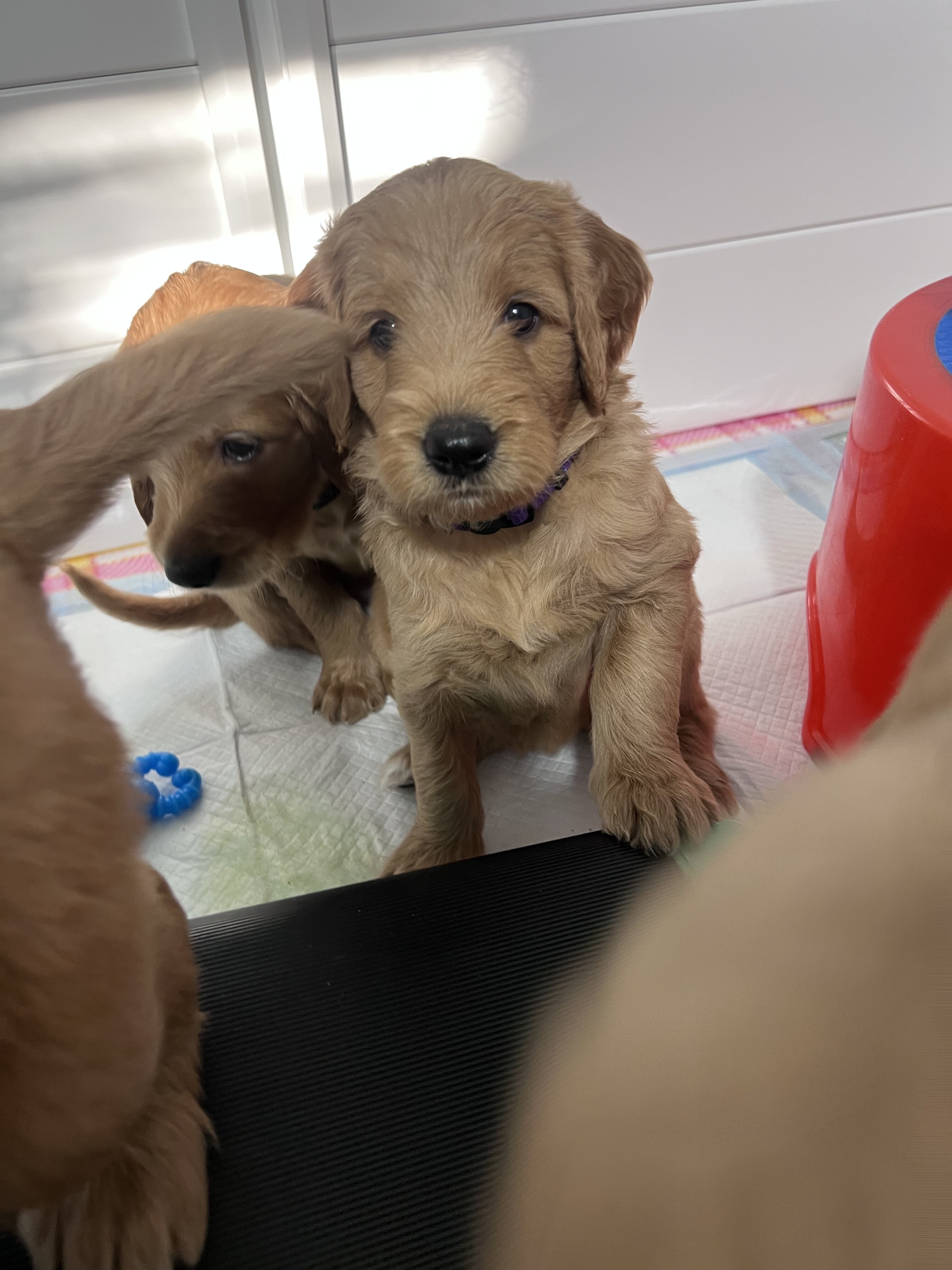 Standard golden-doodle puppies image 9