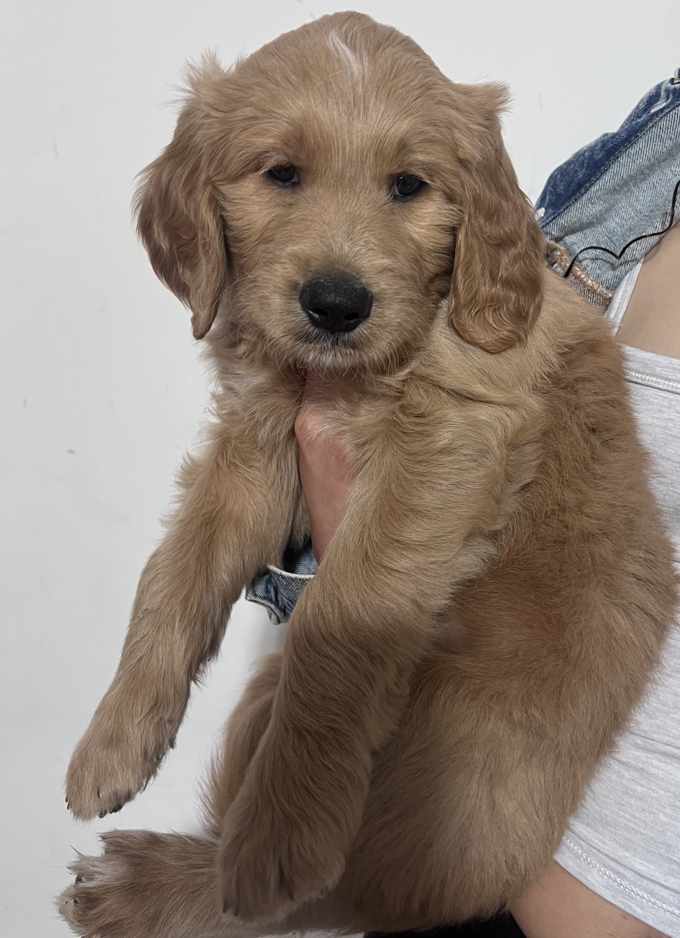Standard golden-doodle puppies image 4